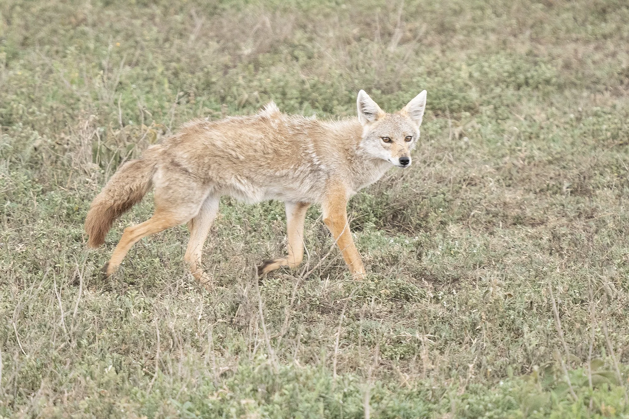 GOLDEN WOLF