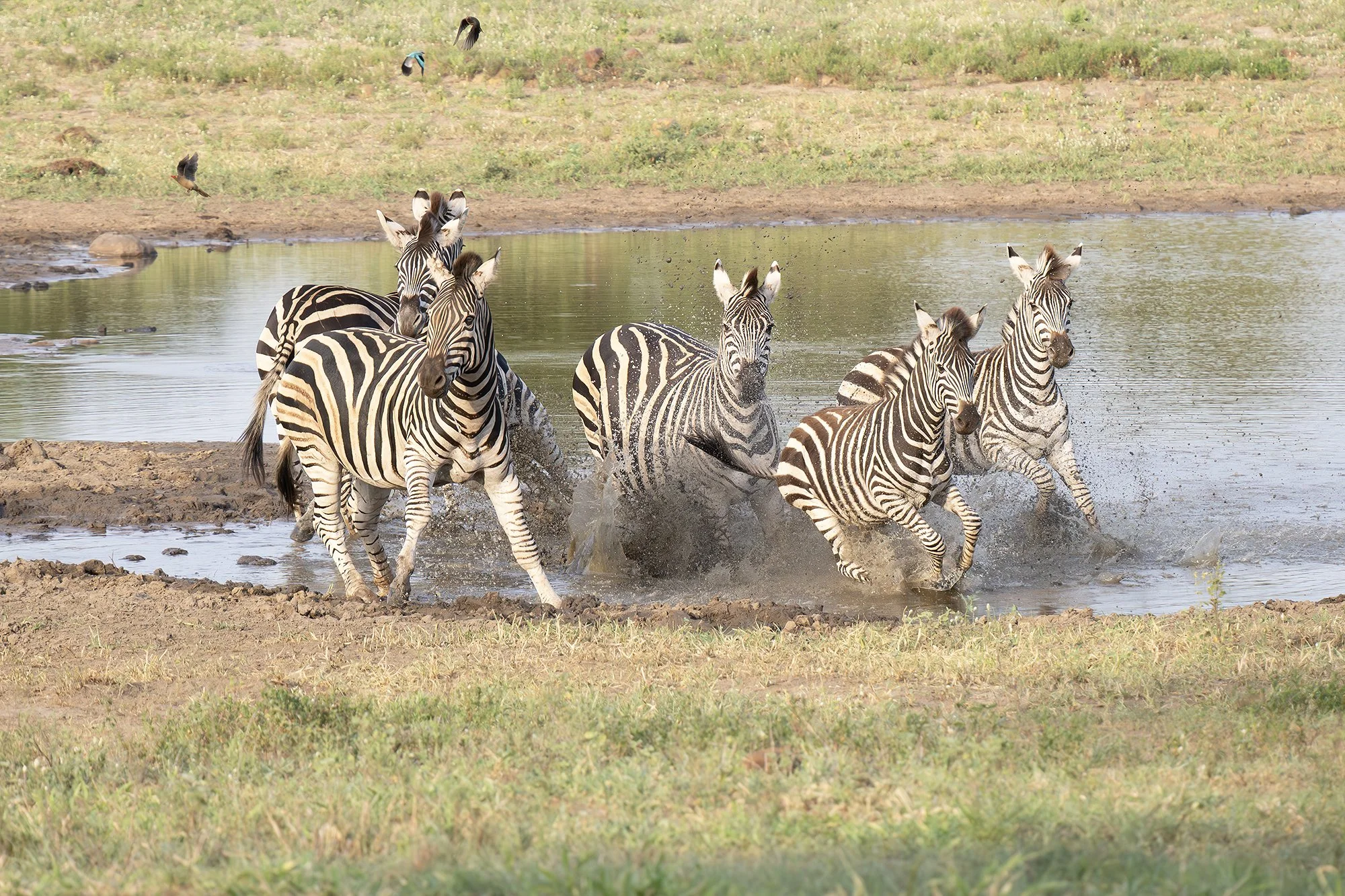 COMMON ZEBRA