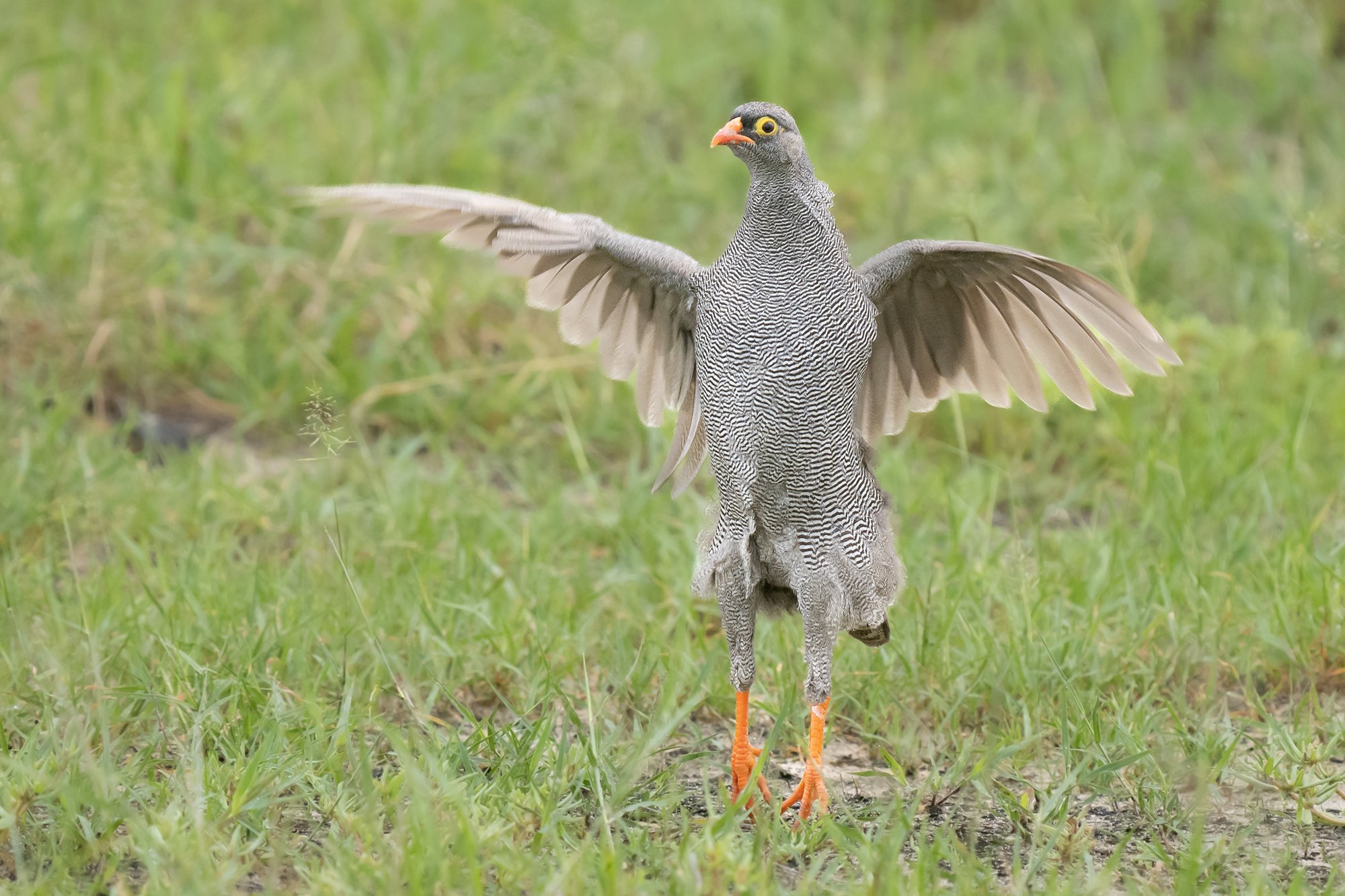 RED-BILLED FRANCLOIN