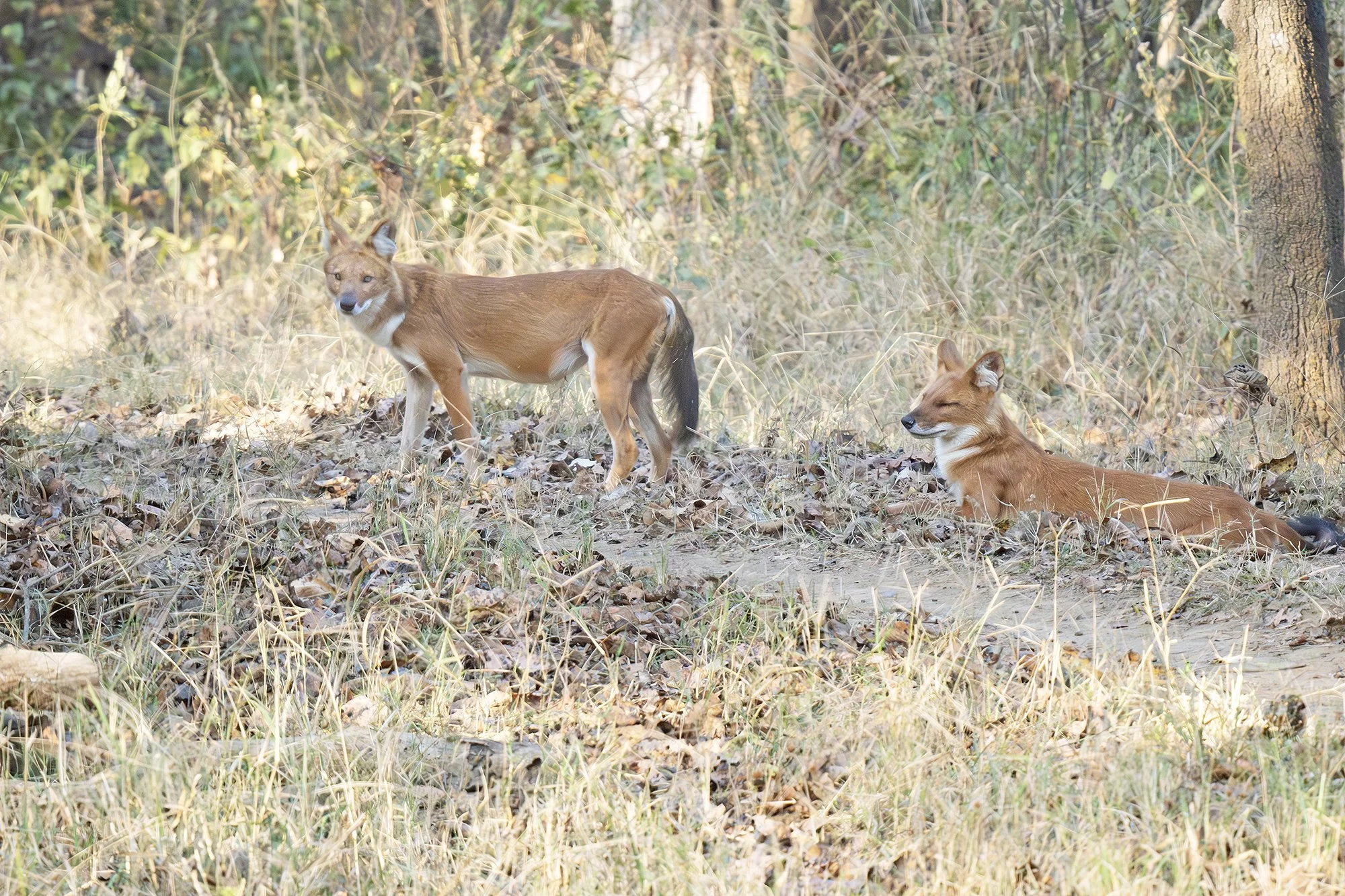 DHOLE (ASIATIC WILD DOG)