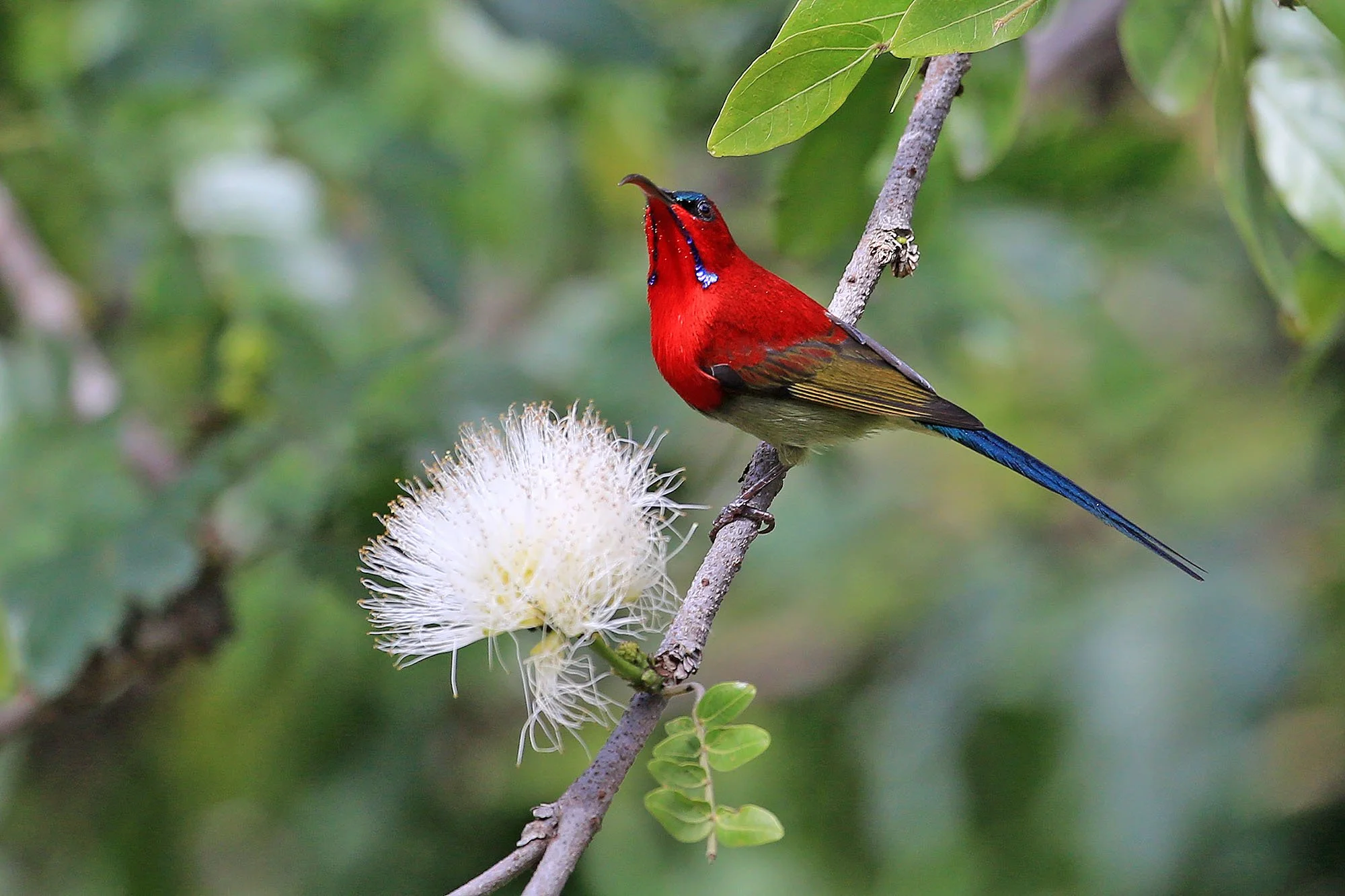 CRIMSON SUNBIRD