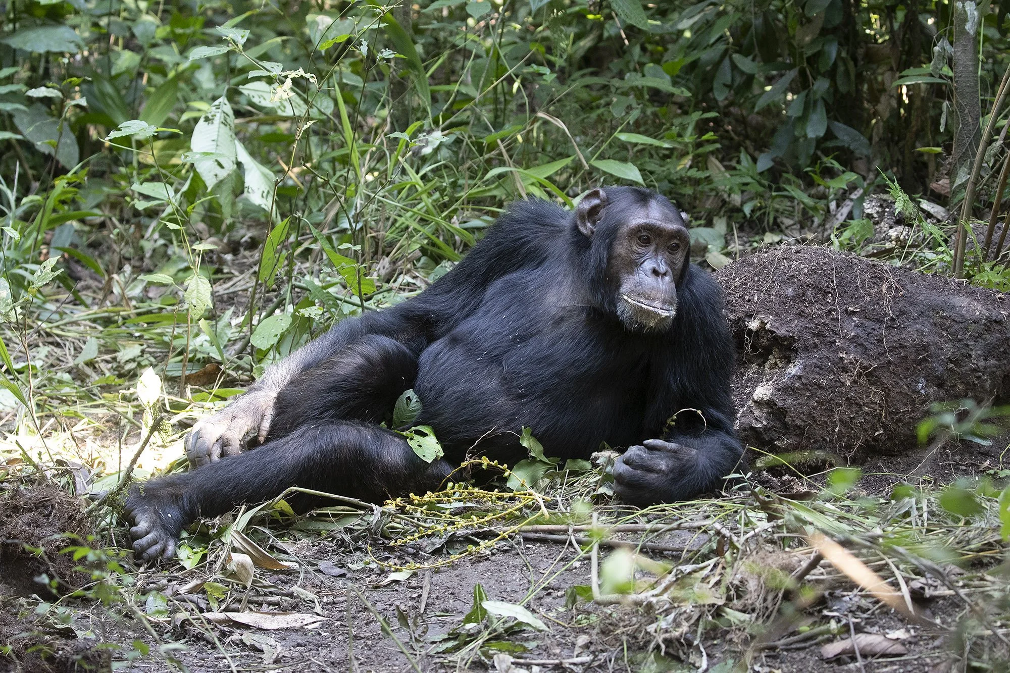 CHIMPANZEE