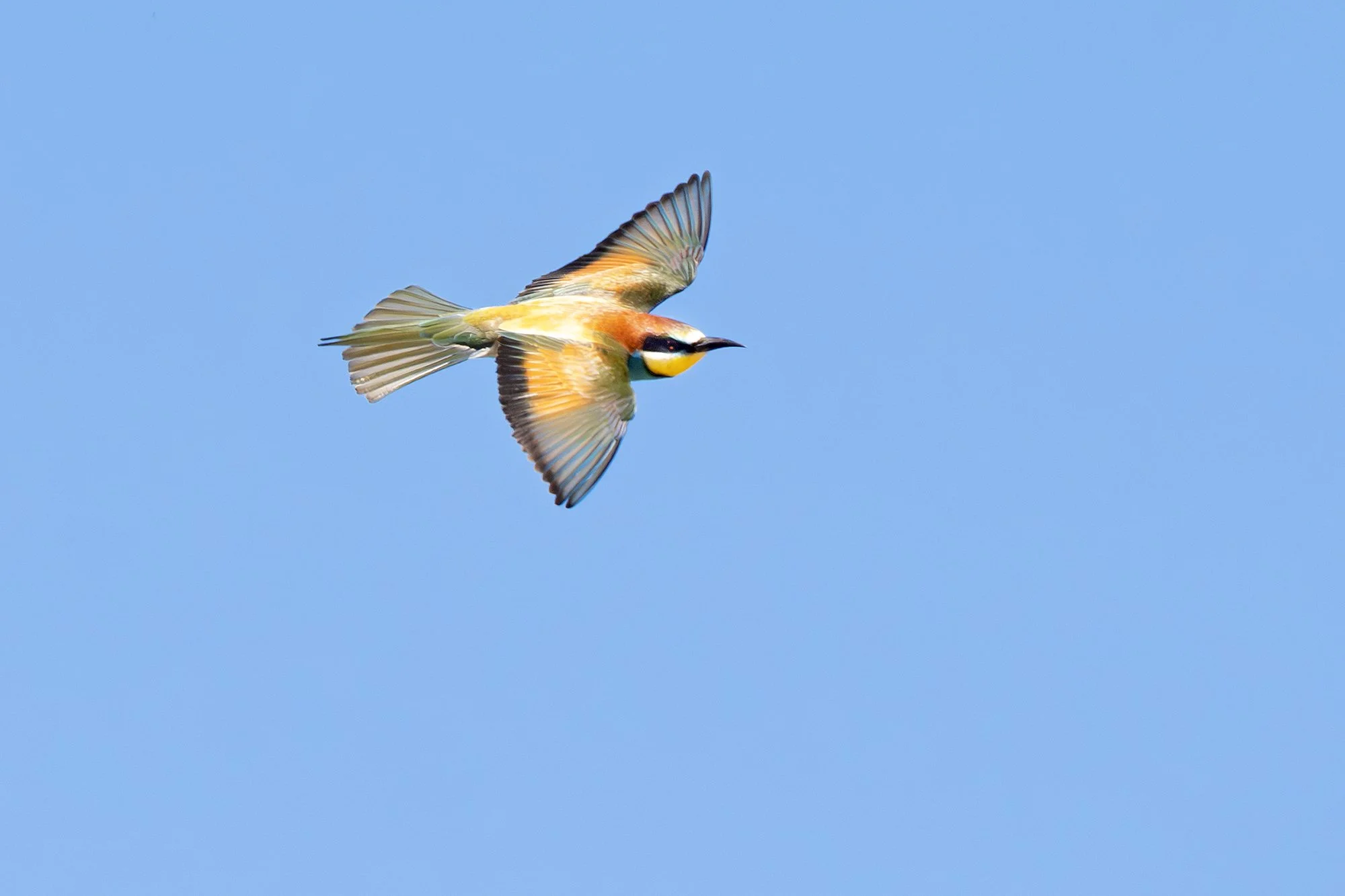 European Bee-eater