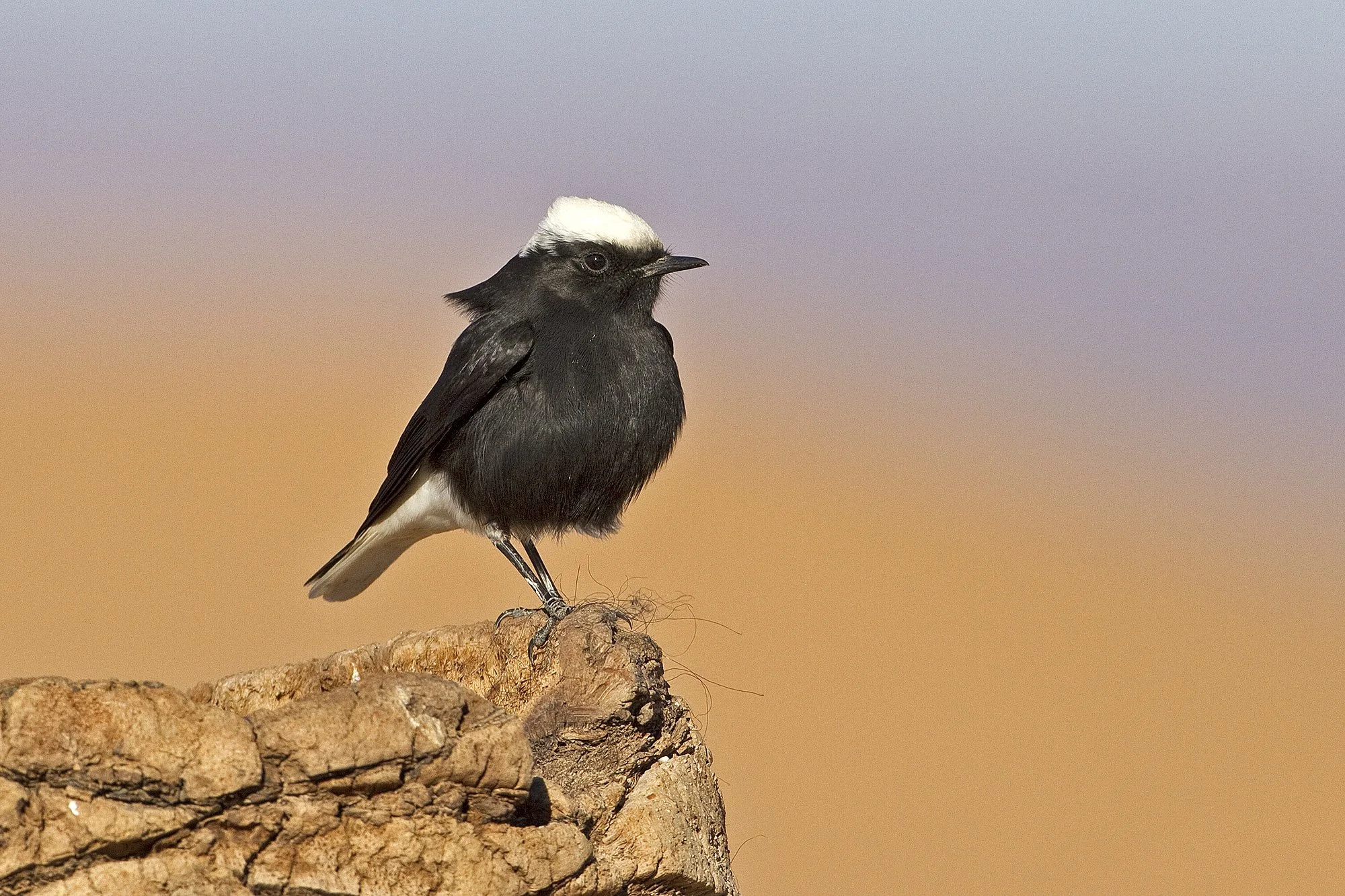 WHITE-CROWNED WHEATEAR