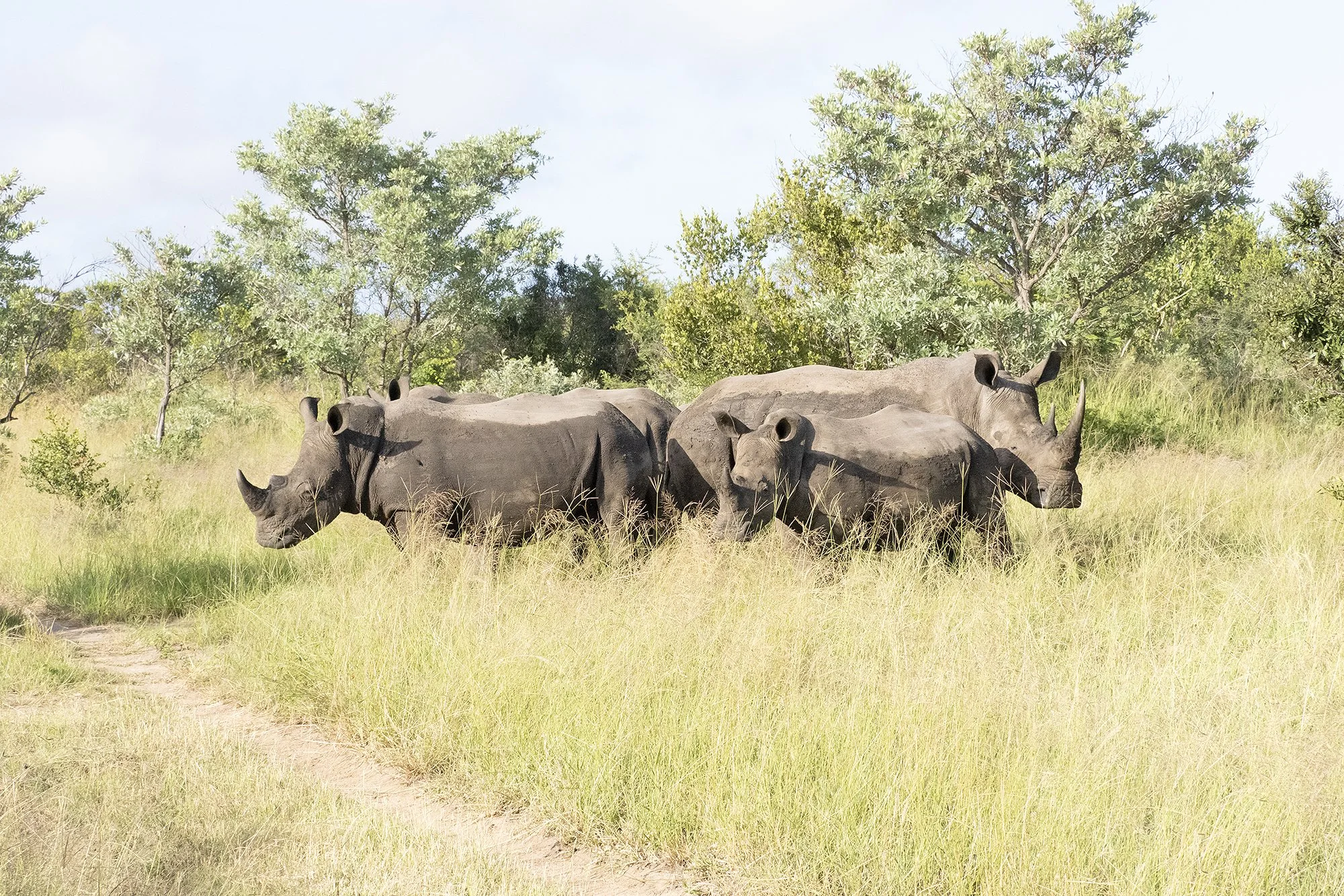 WHITE RHINOCEROS