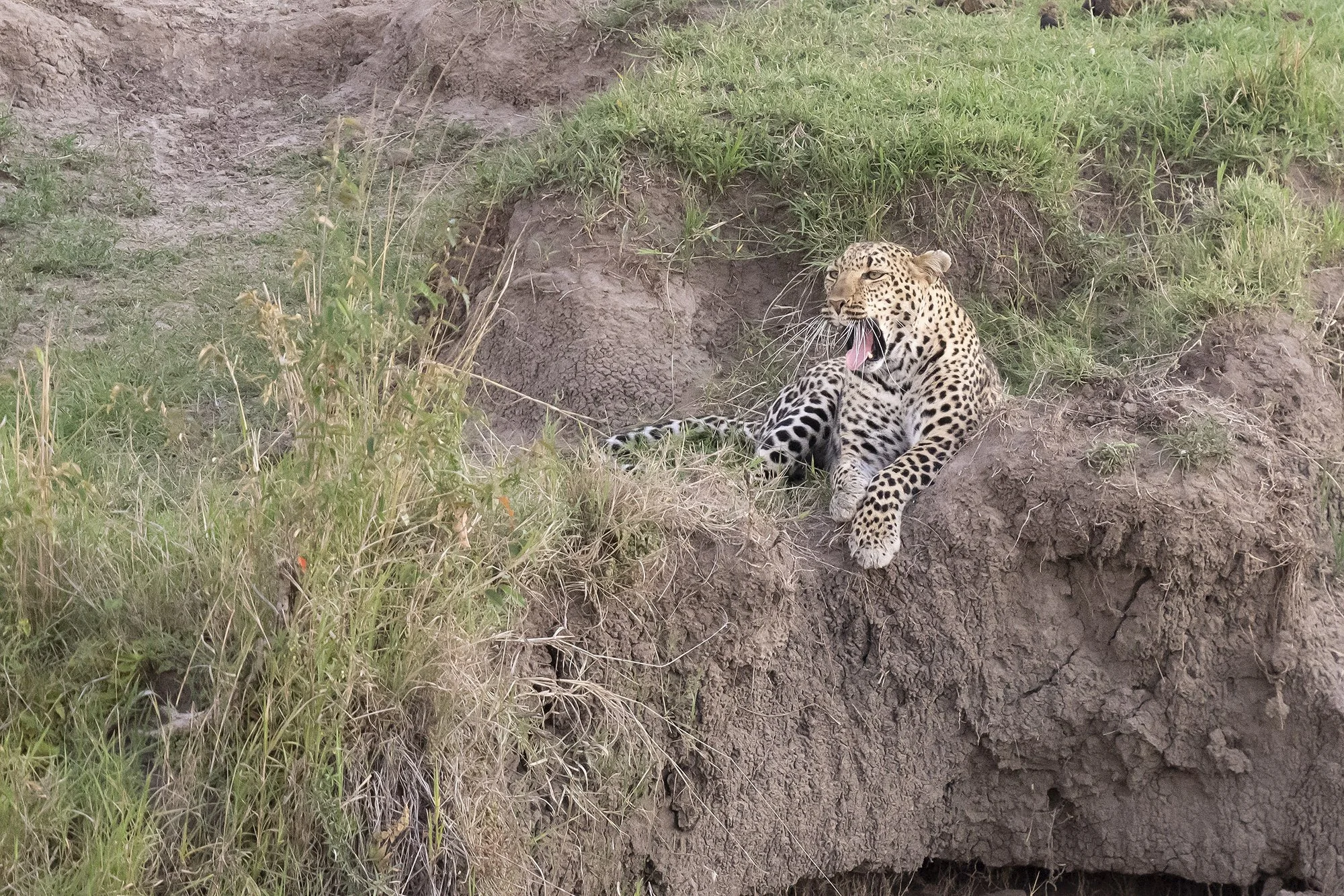 Leopard