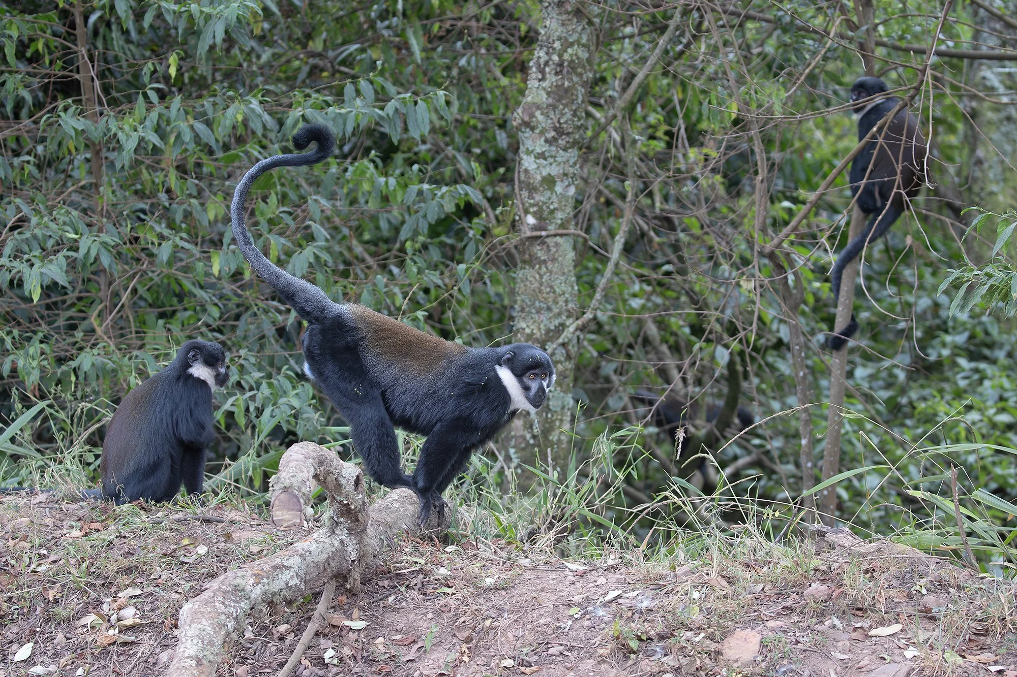 L'Hoest's Monkey