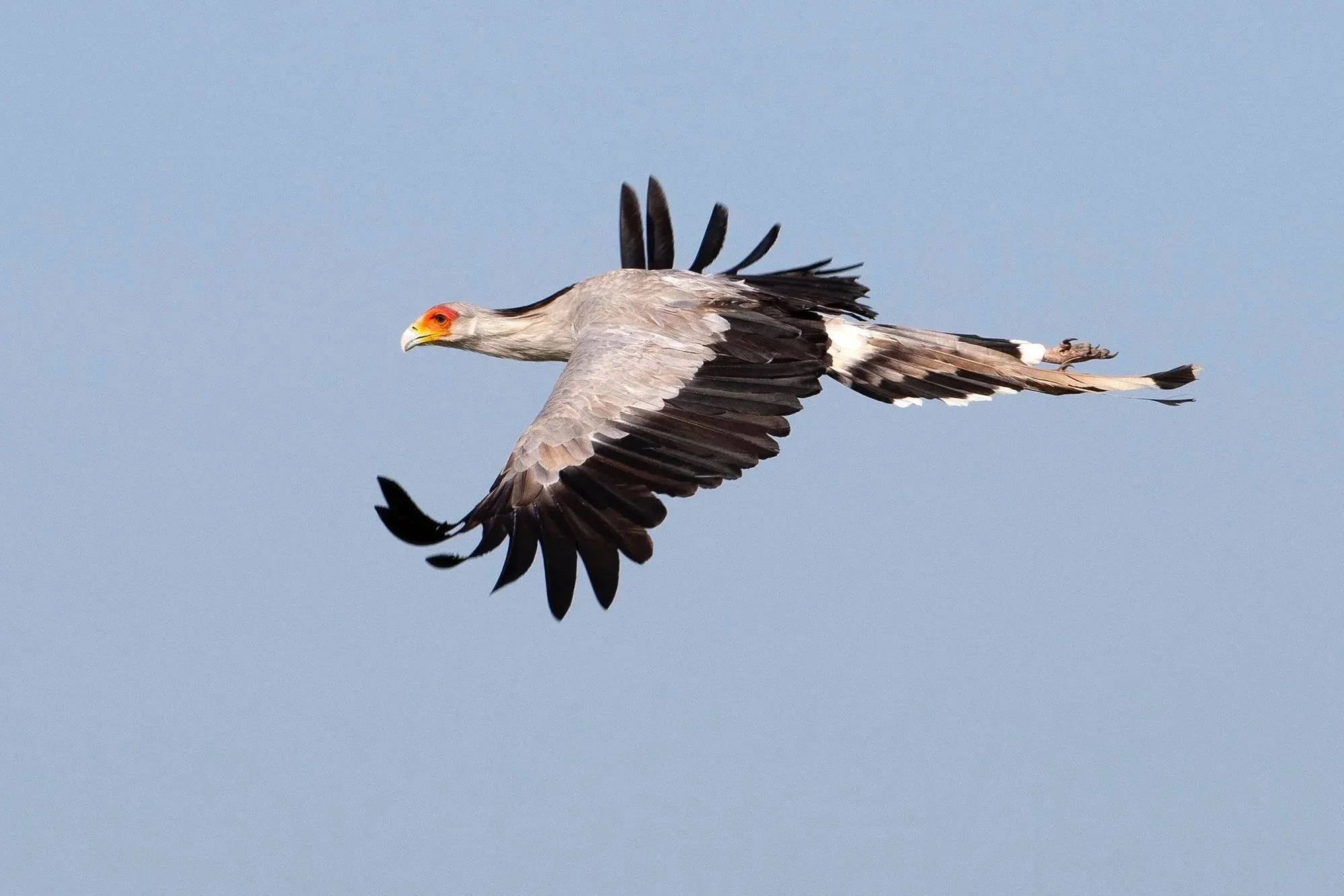 Secretarybird