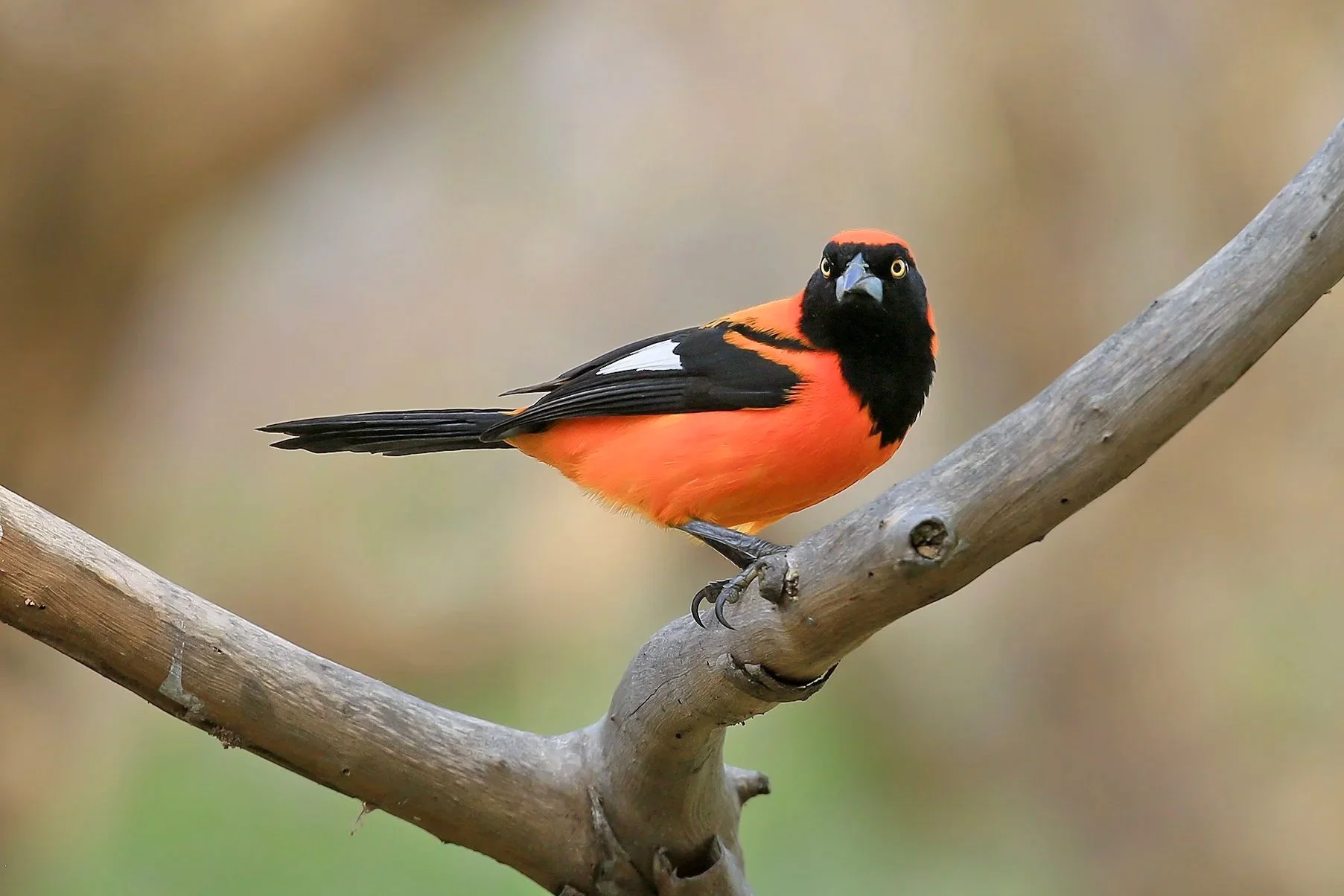Orange-backed Troupial