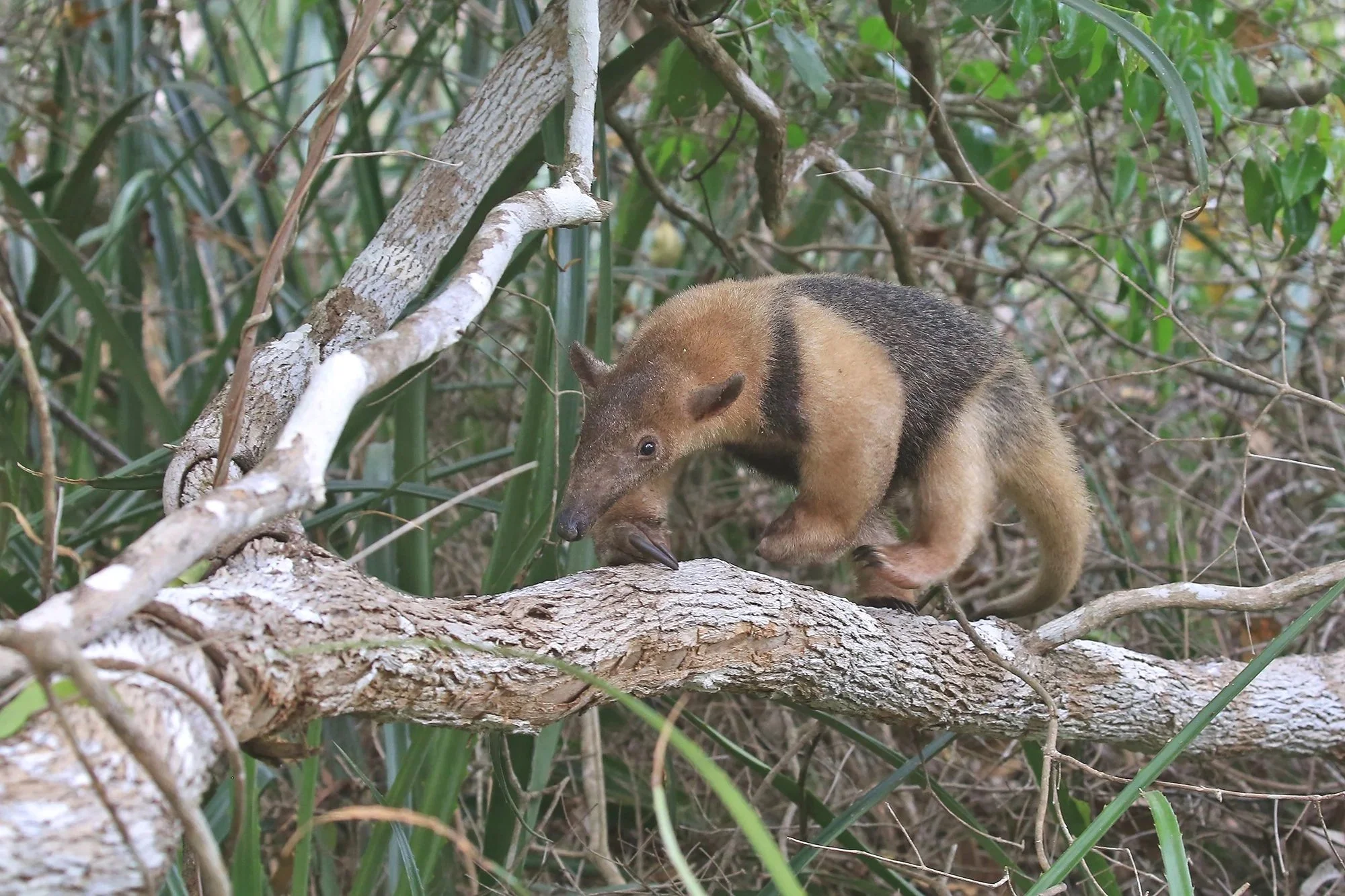 Southern Tamandua