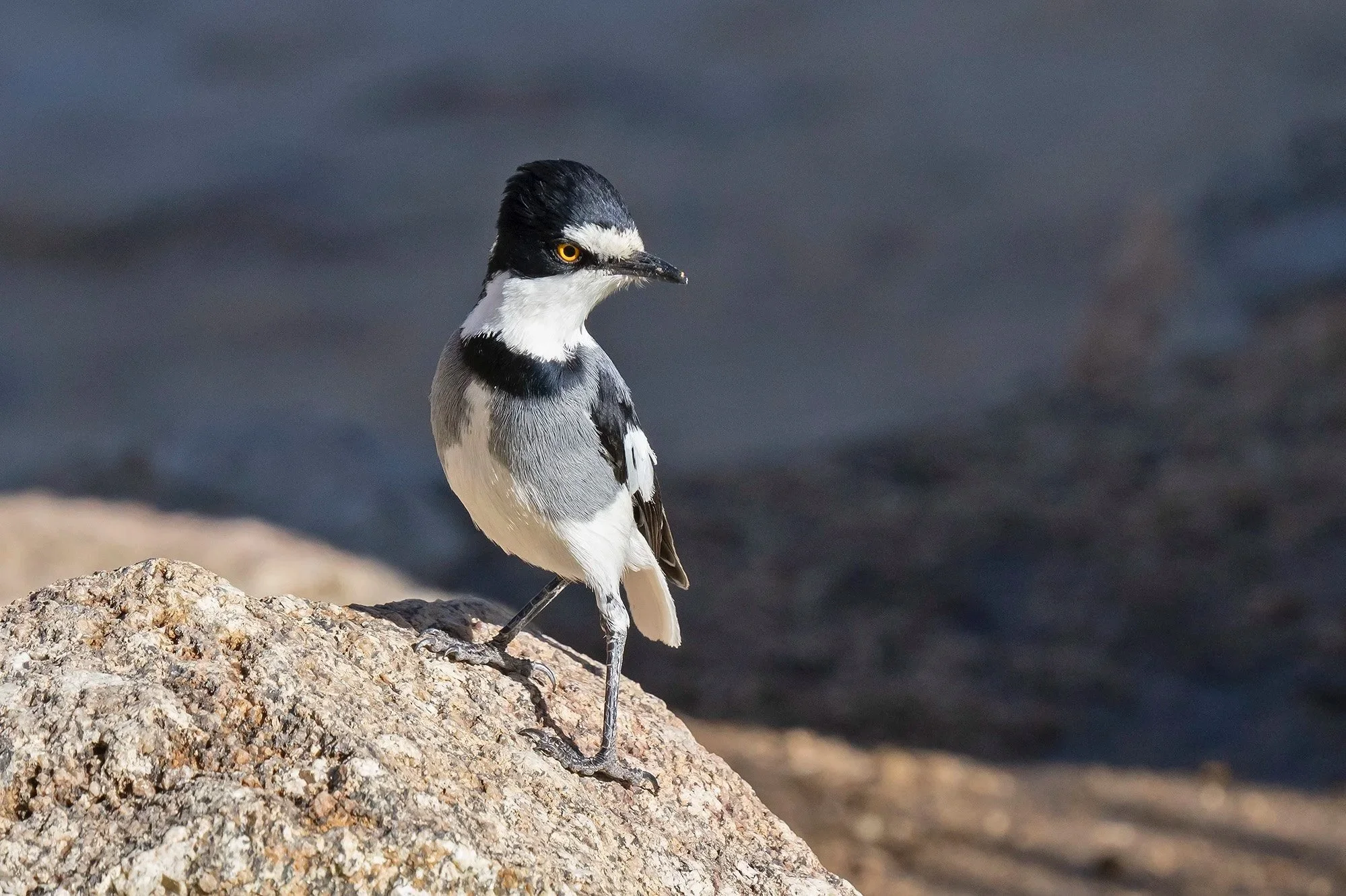 White-tailed Shrike