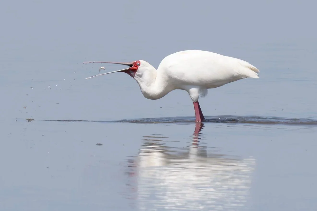AFRICAN SPOONBILL