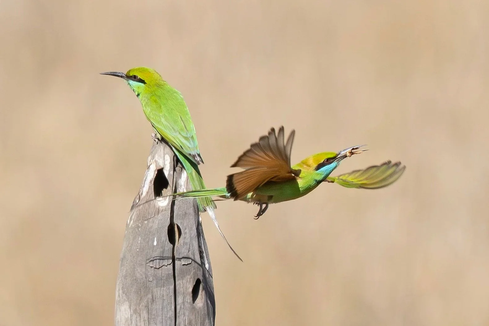 ASIAN GREEN BEE-EATER