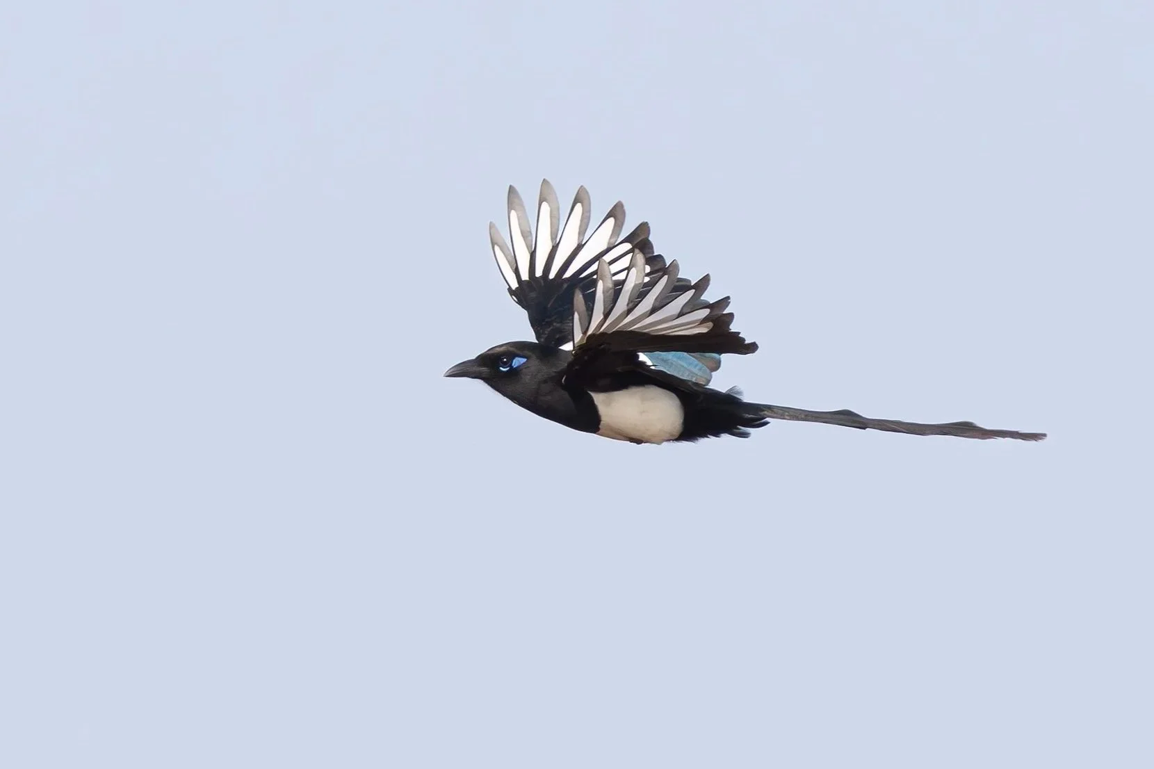 MAGHREB MAGPIE