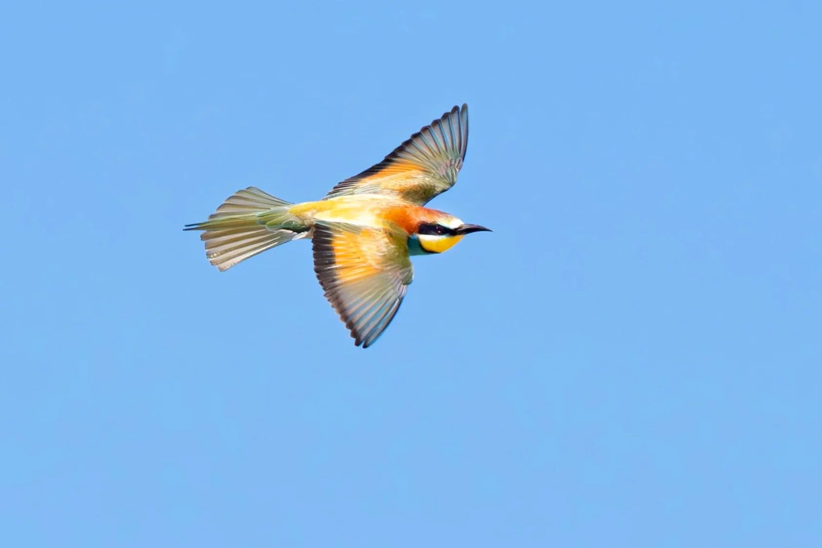 EUROPEAN BEE-EATER