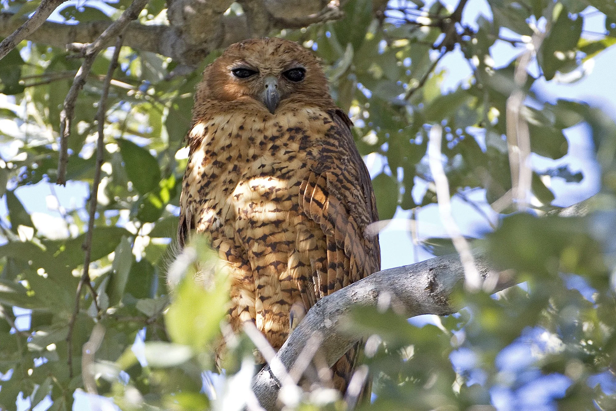 Specialty Birds of Botswana’s Okavango Delta