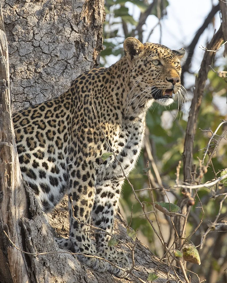 Luangwa: Land of the Leopard
