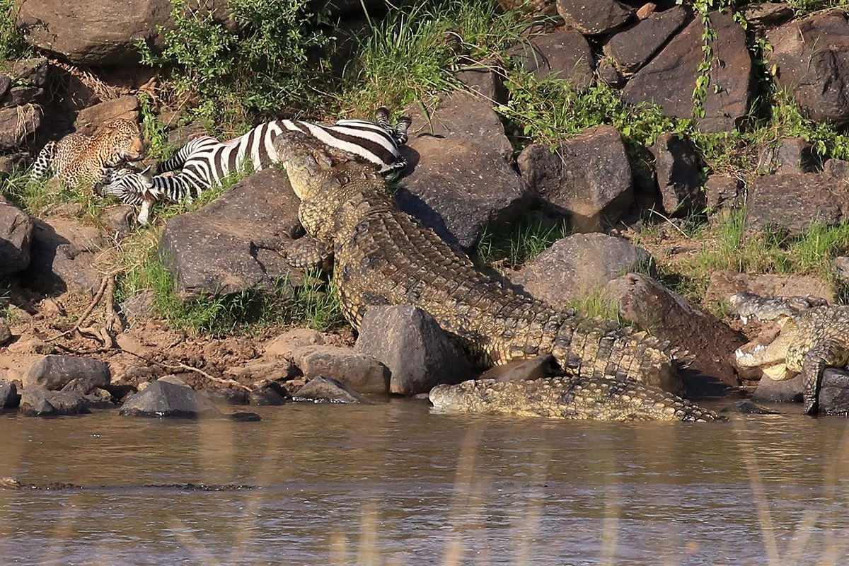 Life and Death on the Mara River