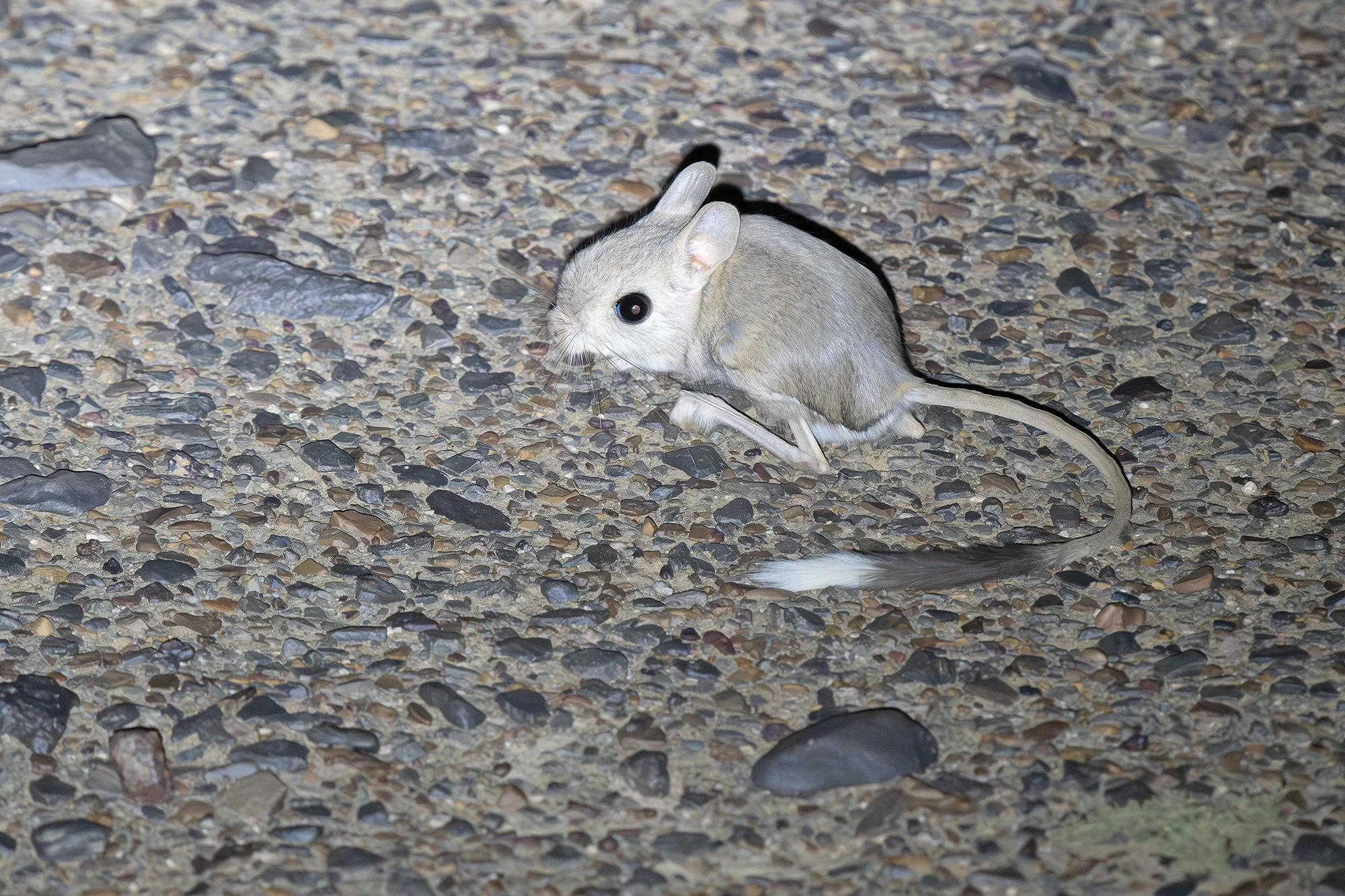 LESSER EGYPTIAN JERBOA
