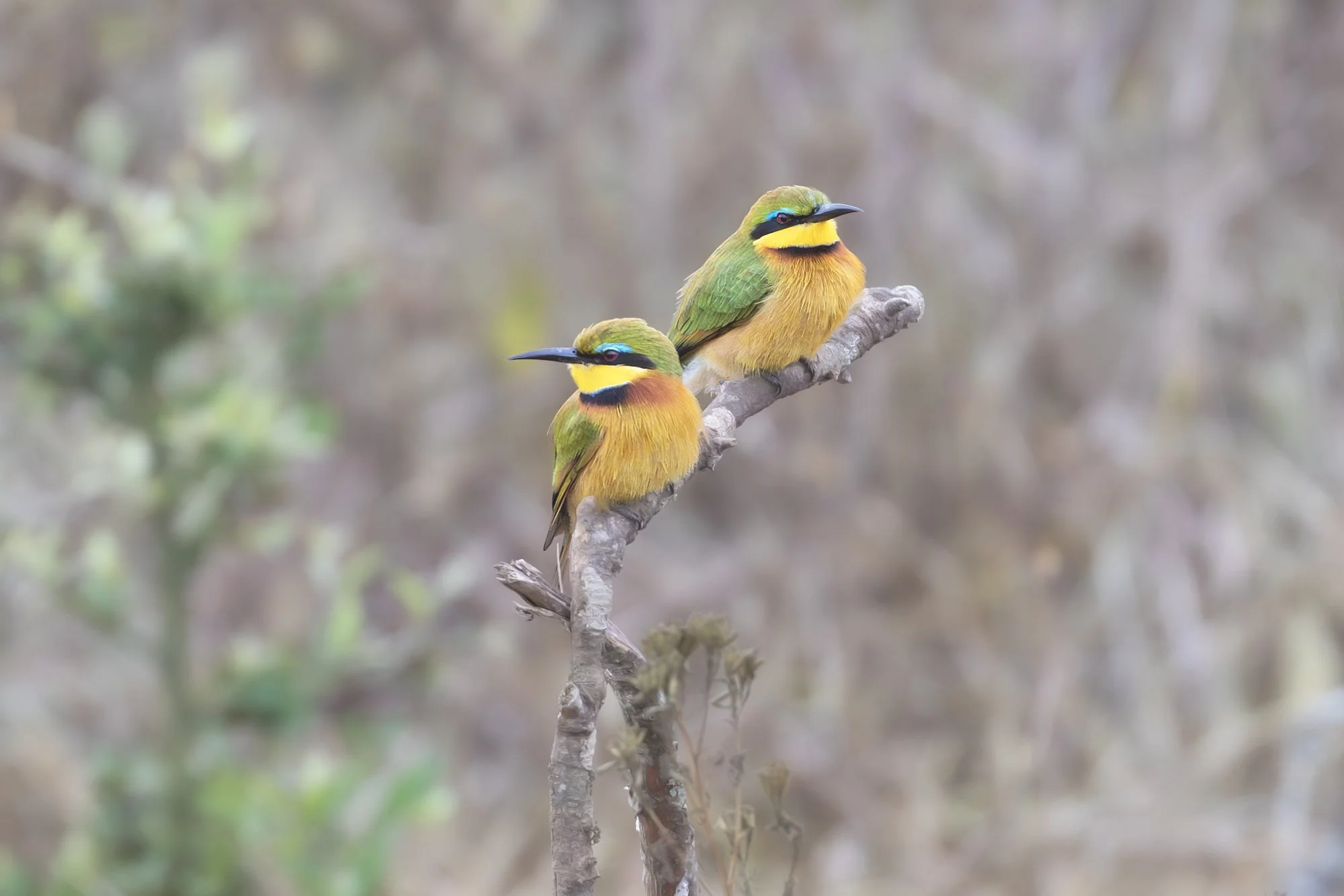 Little Bee-eater
