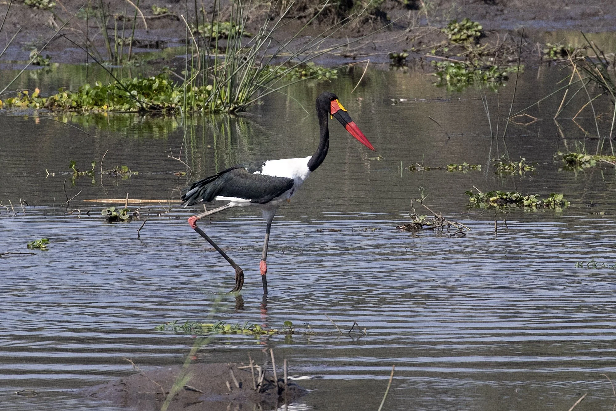 SADDLE-BILLED STOK