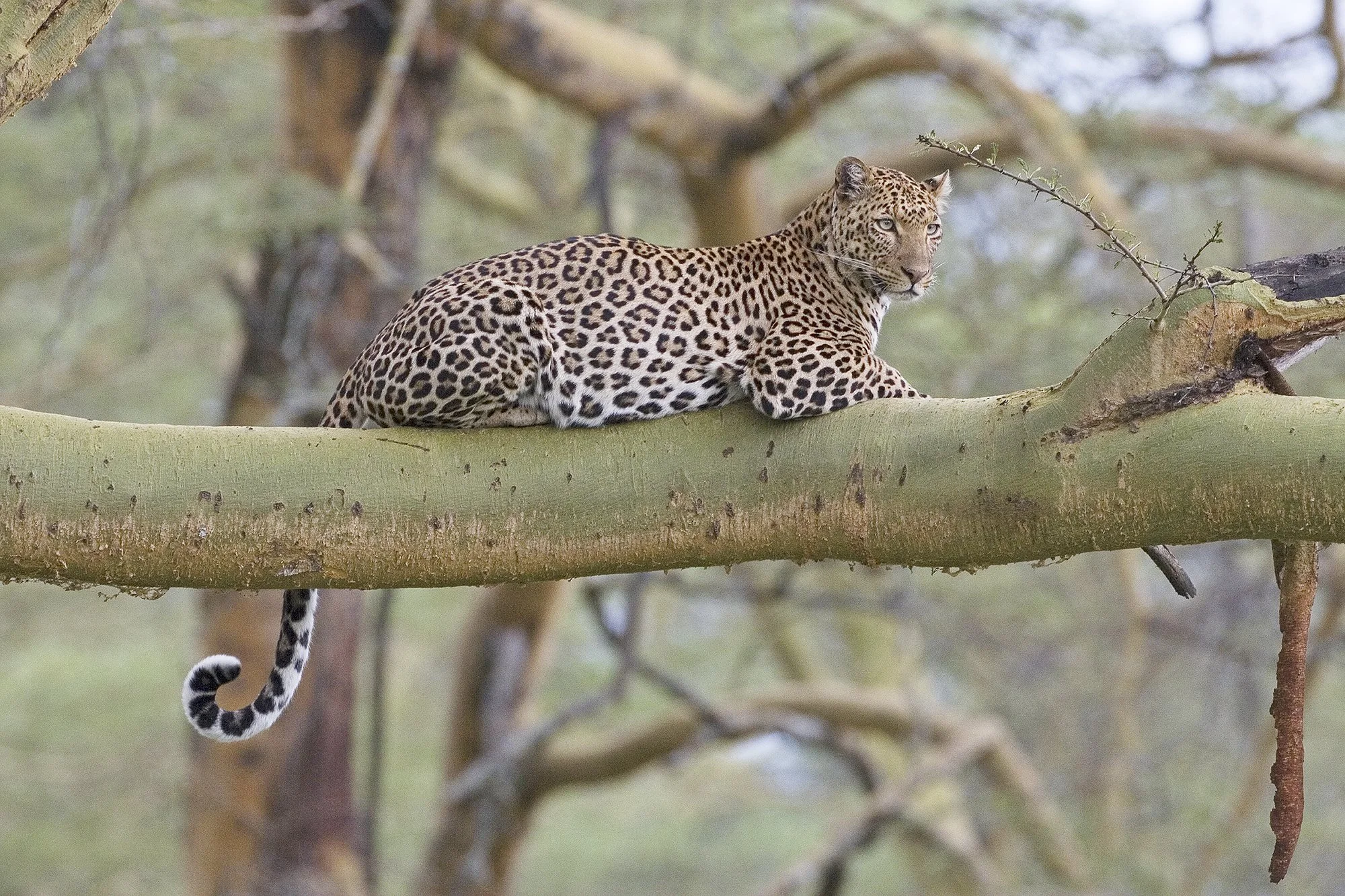 LEOPARD