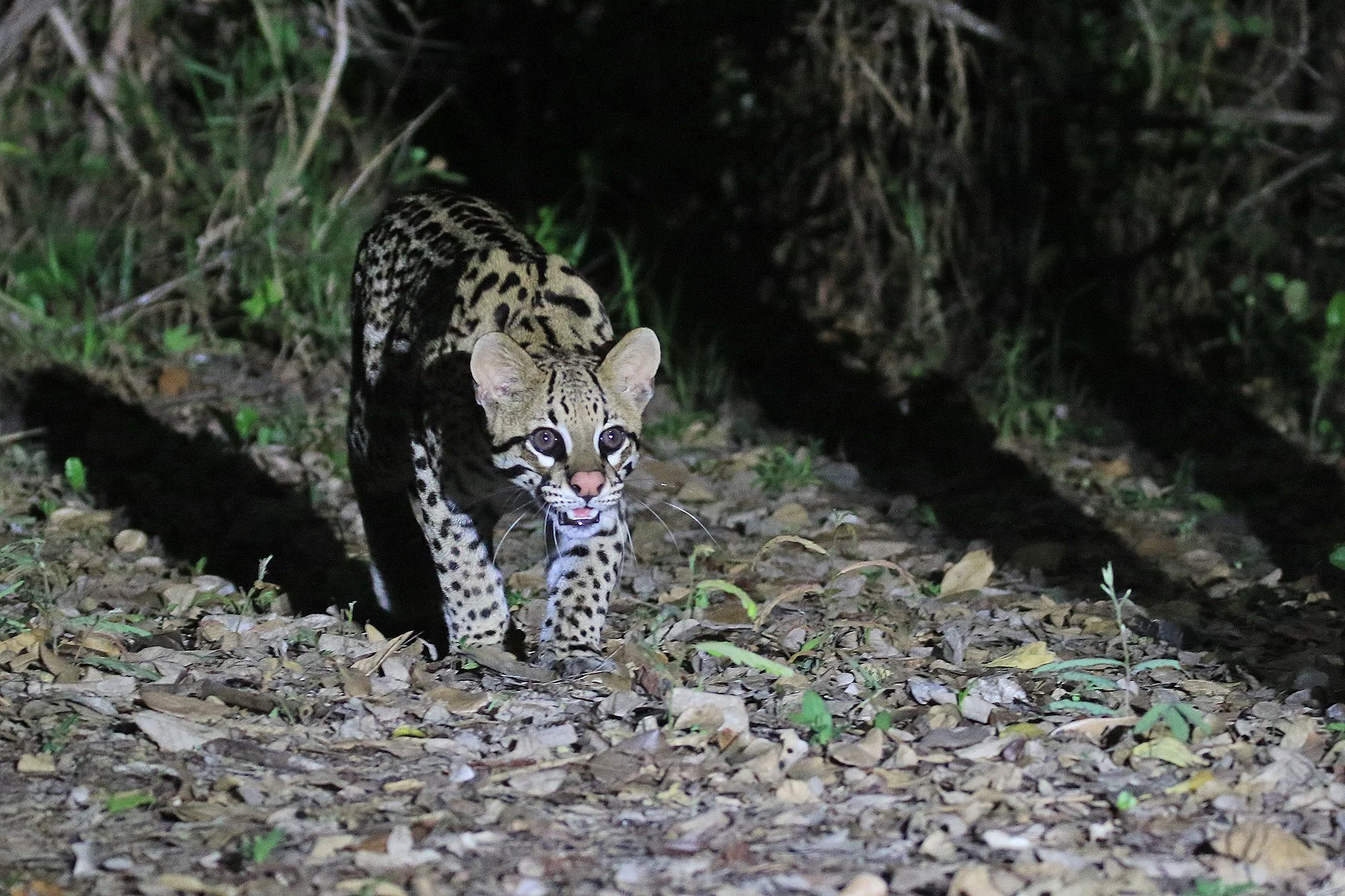 OCELOT