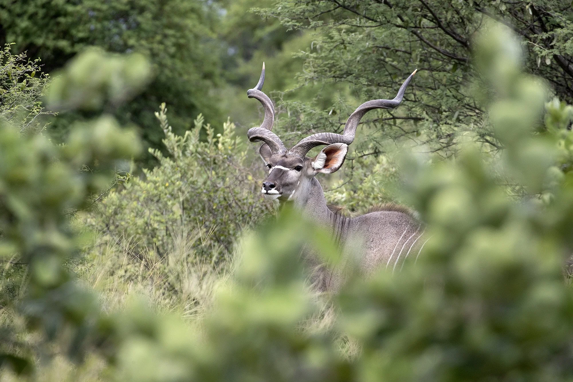 GREATER KUDU