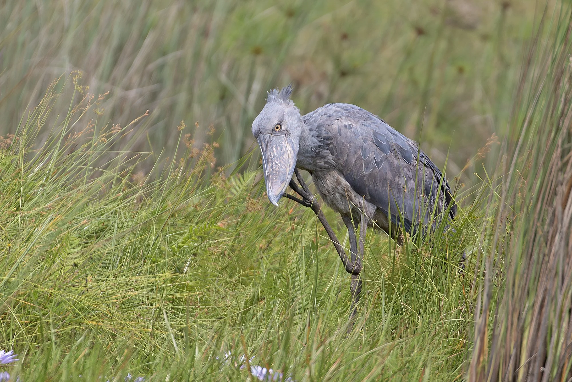 SHOEBILL
