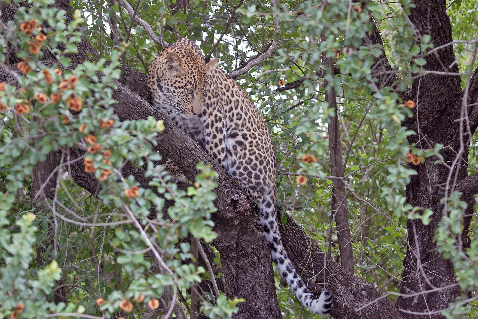 LEOPARD
