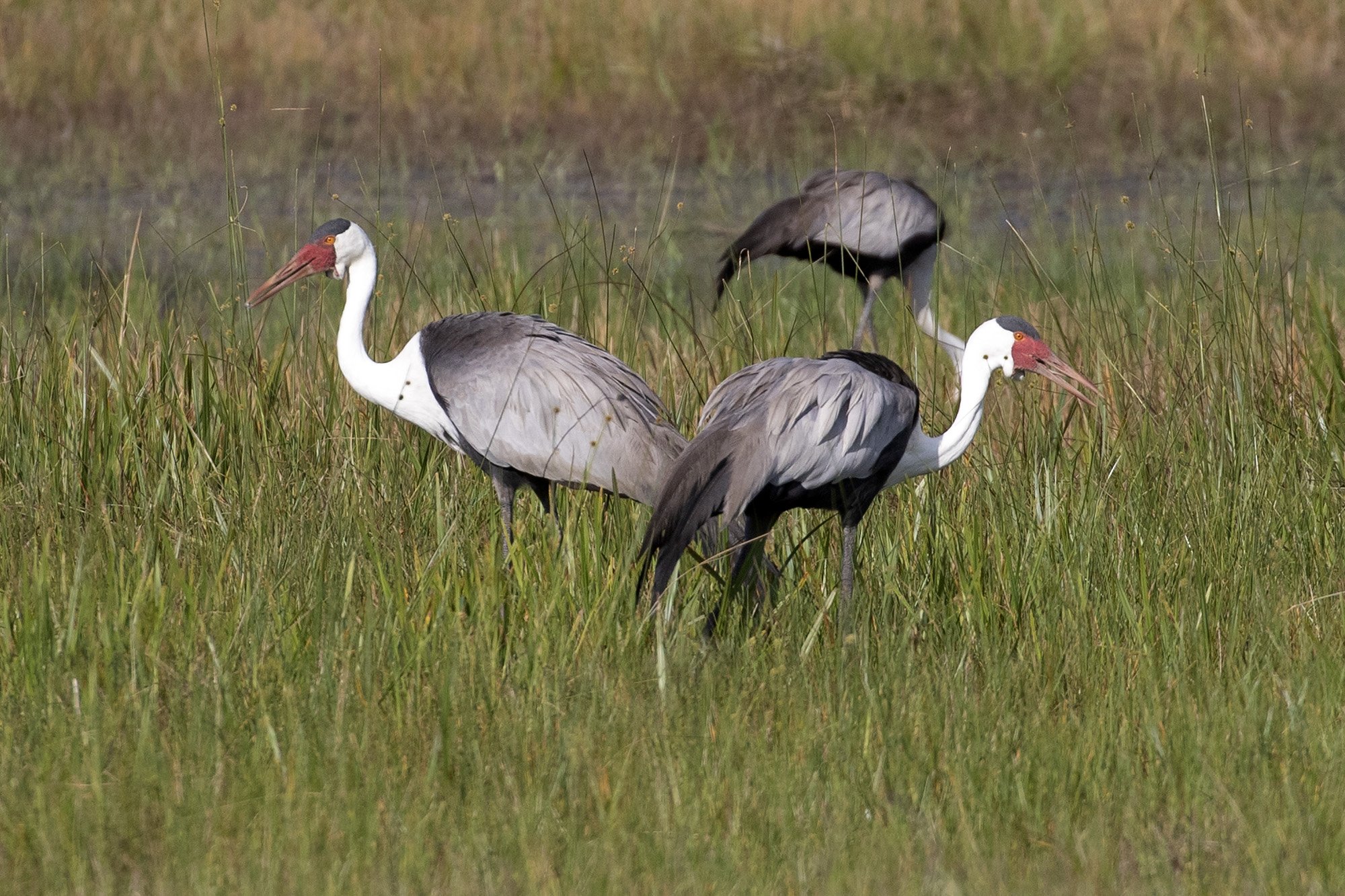WATTLED CRANES