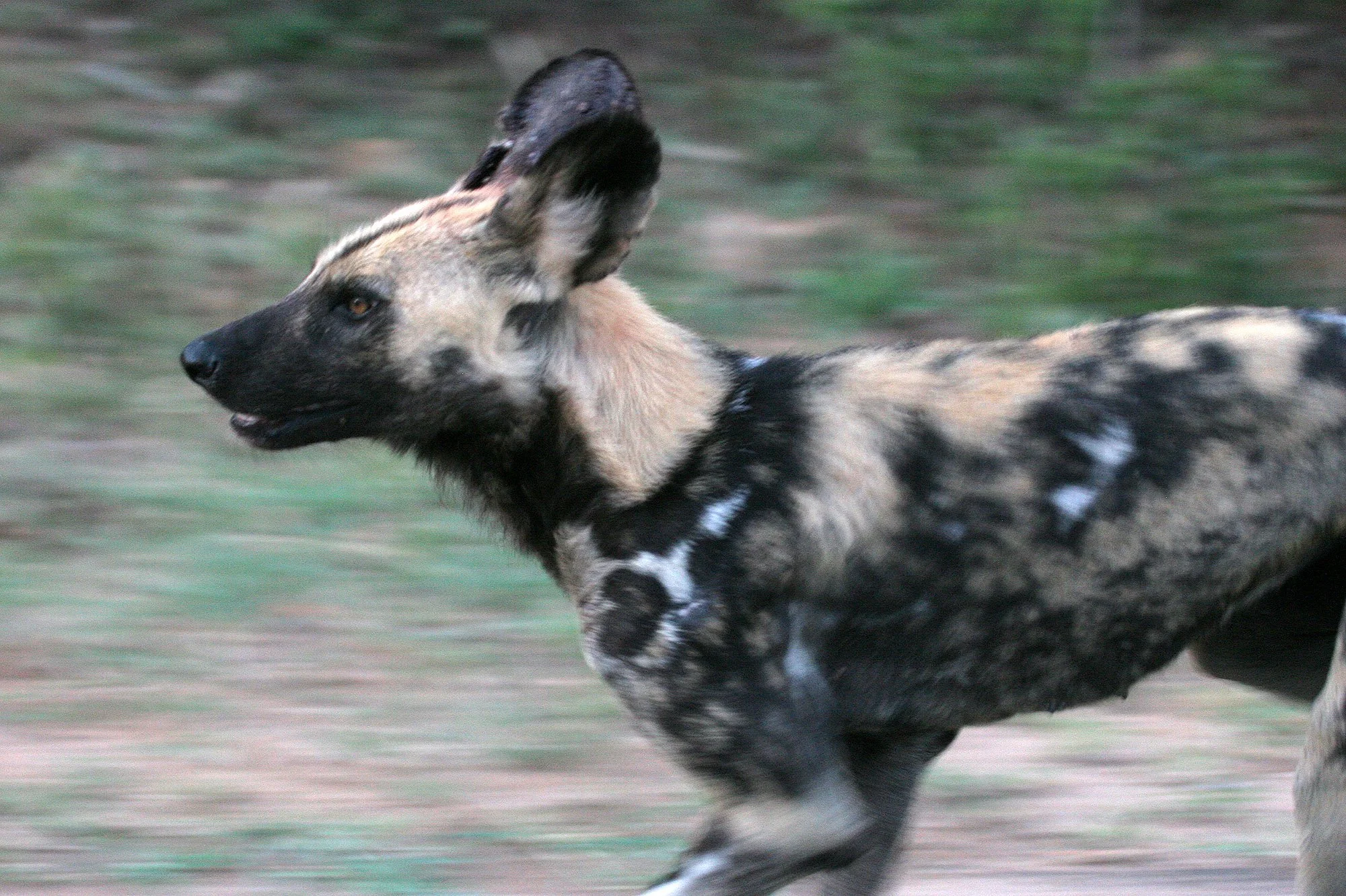 AFRICAN WILD DOG