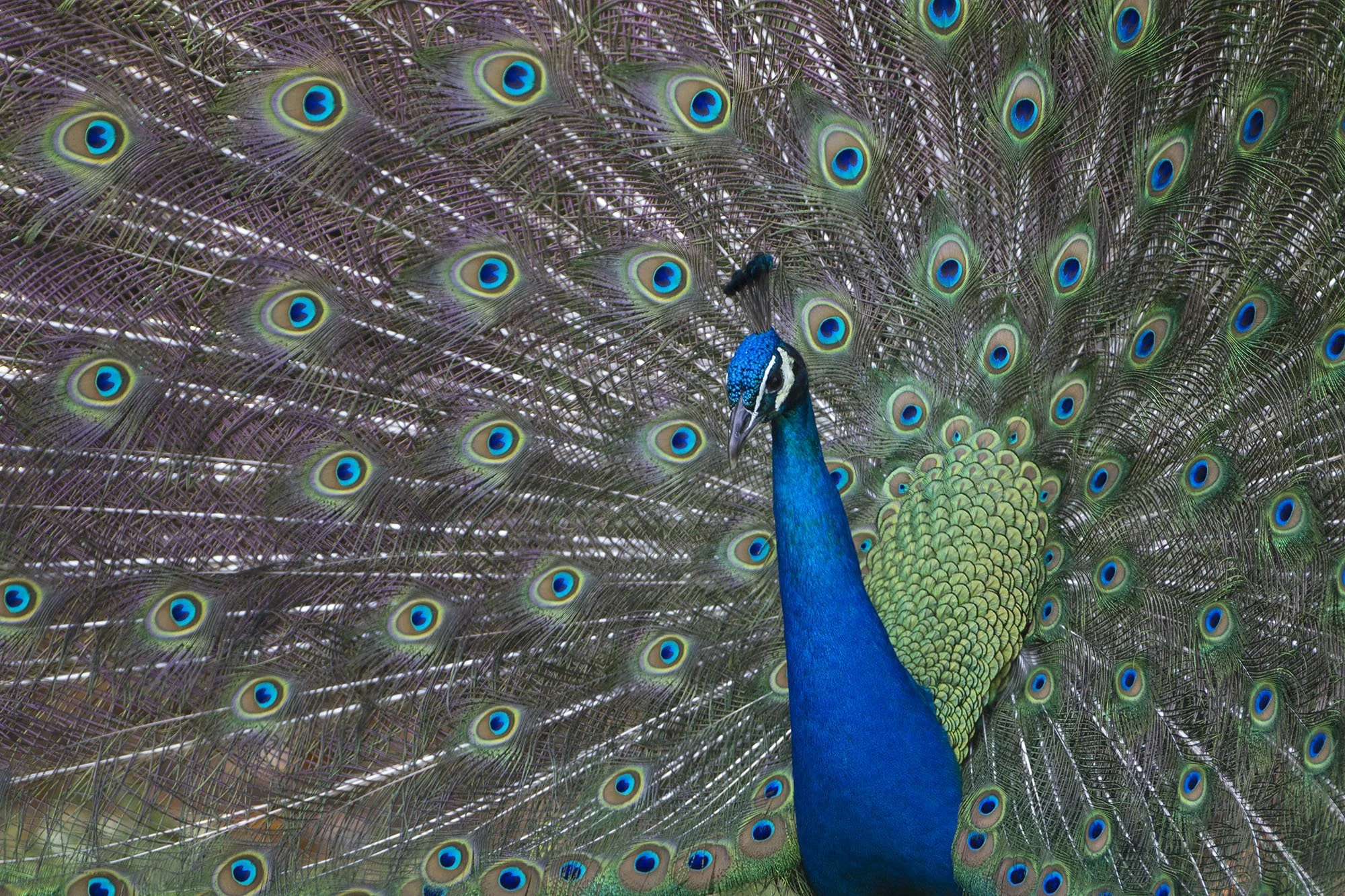 INDIAN PEAFOWL