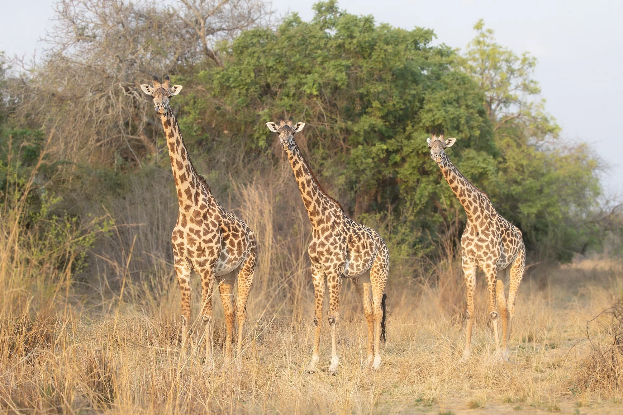 THORNICROFT GIRAFFE
