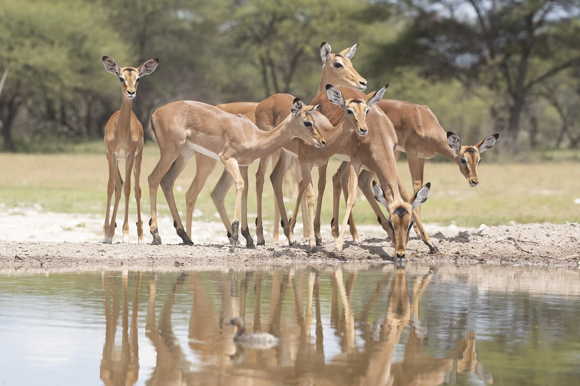 IMPALA