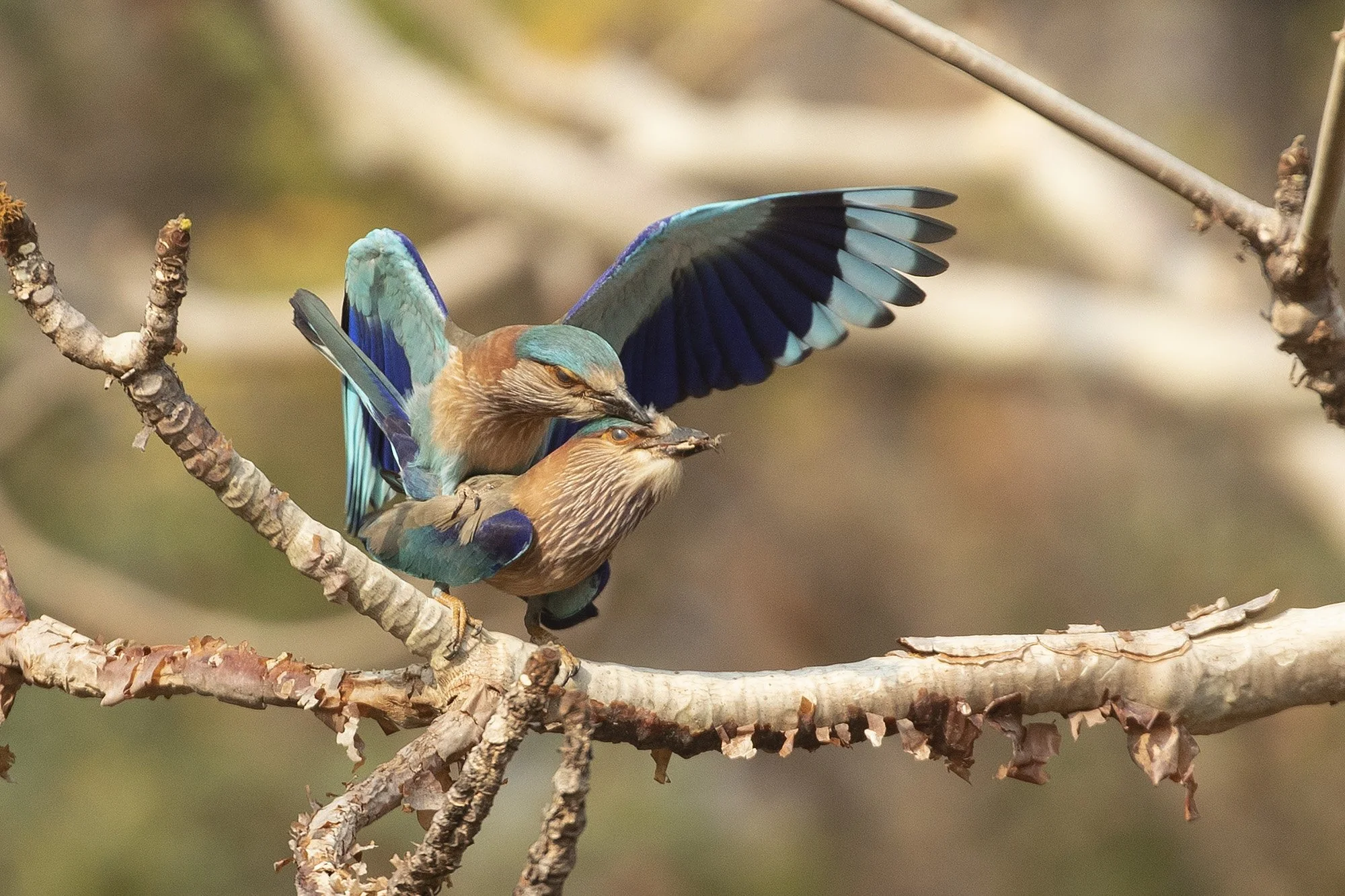INDIAN ROLLERS