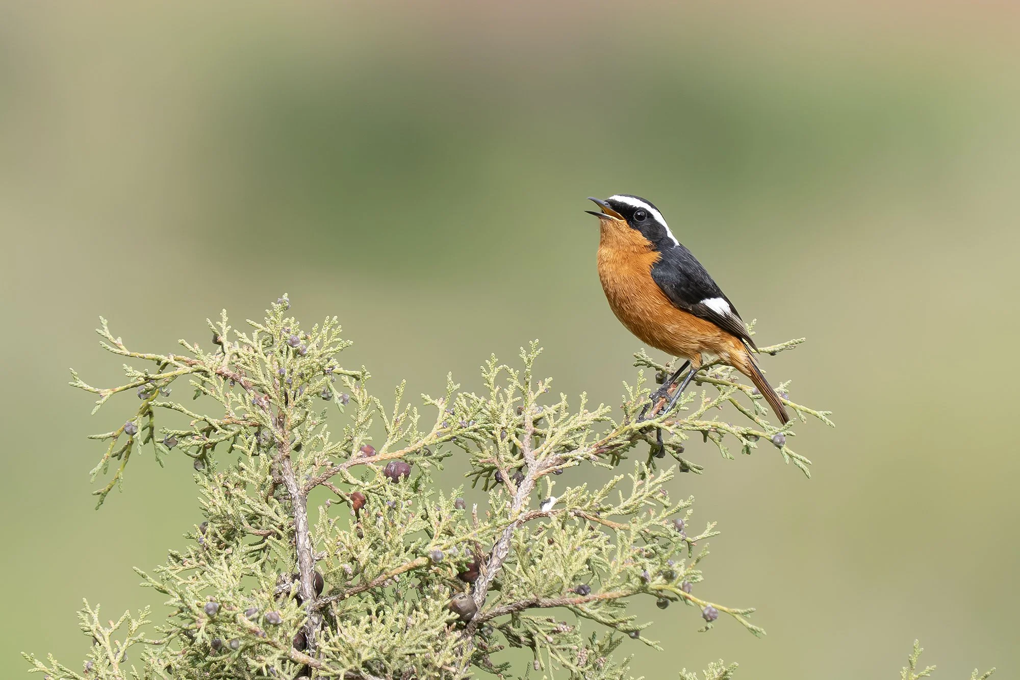MOUSSIER'S REDSTART