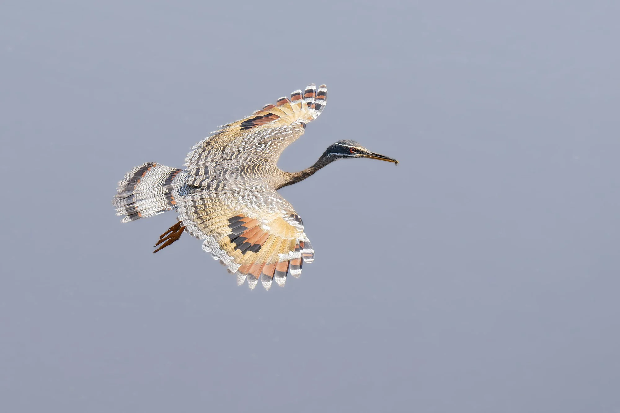 Sunbittern