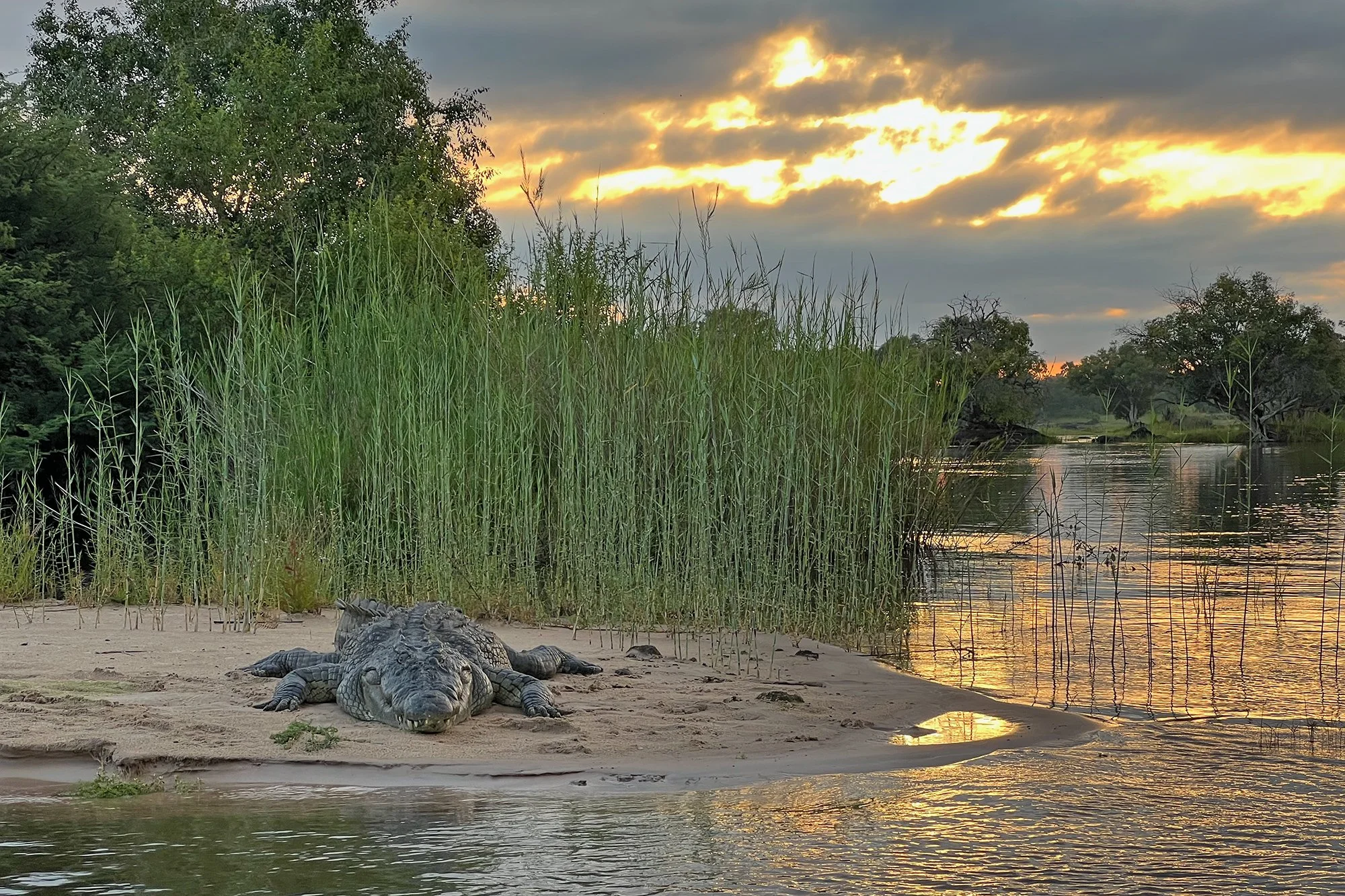 NILE CROCODILE on ZAMBEZI RIVER