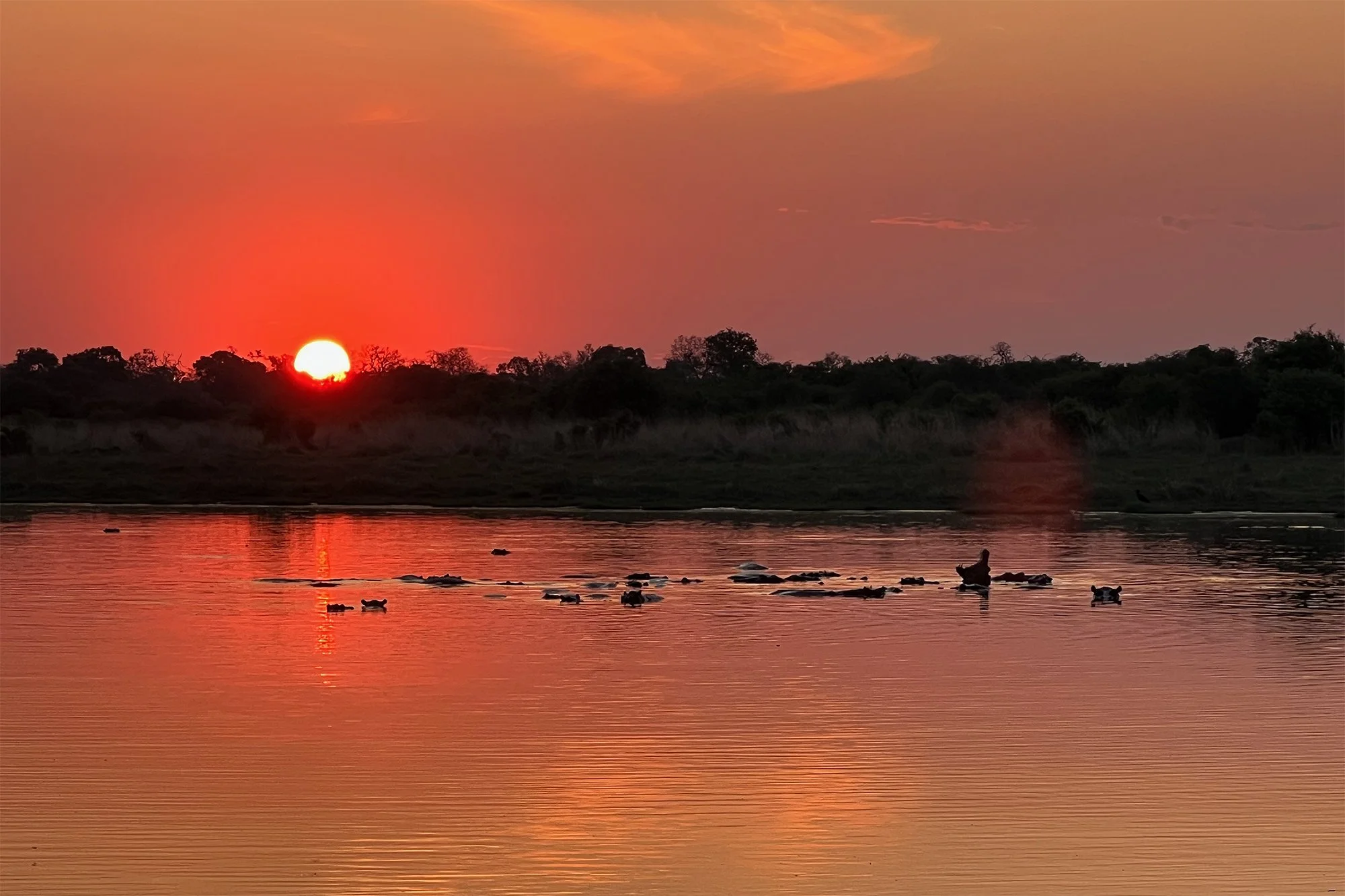 HIPPOS at SUNSET
