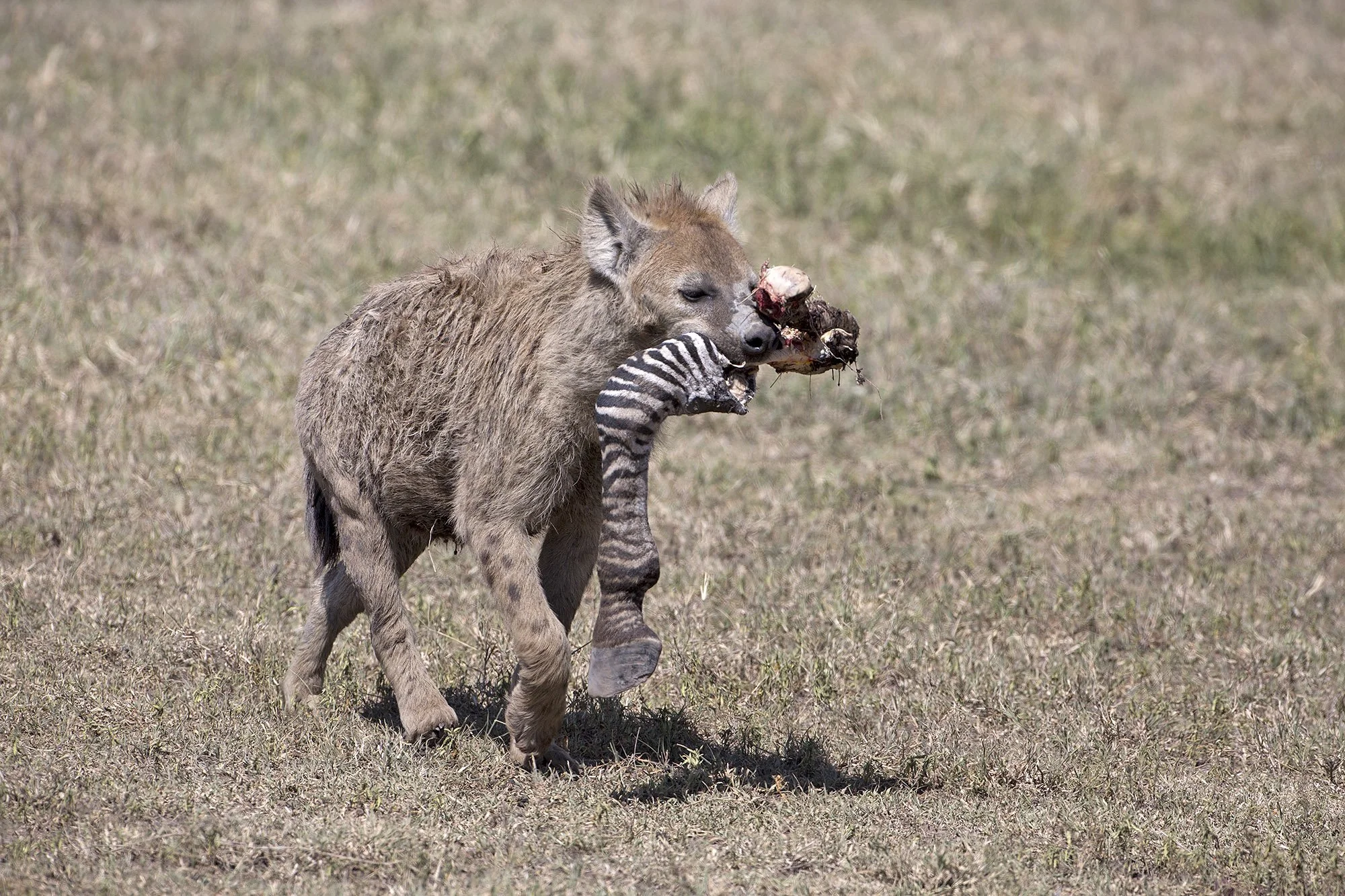 SPOTTED HYENA