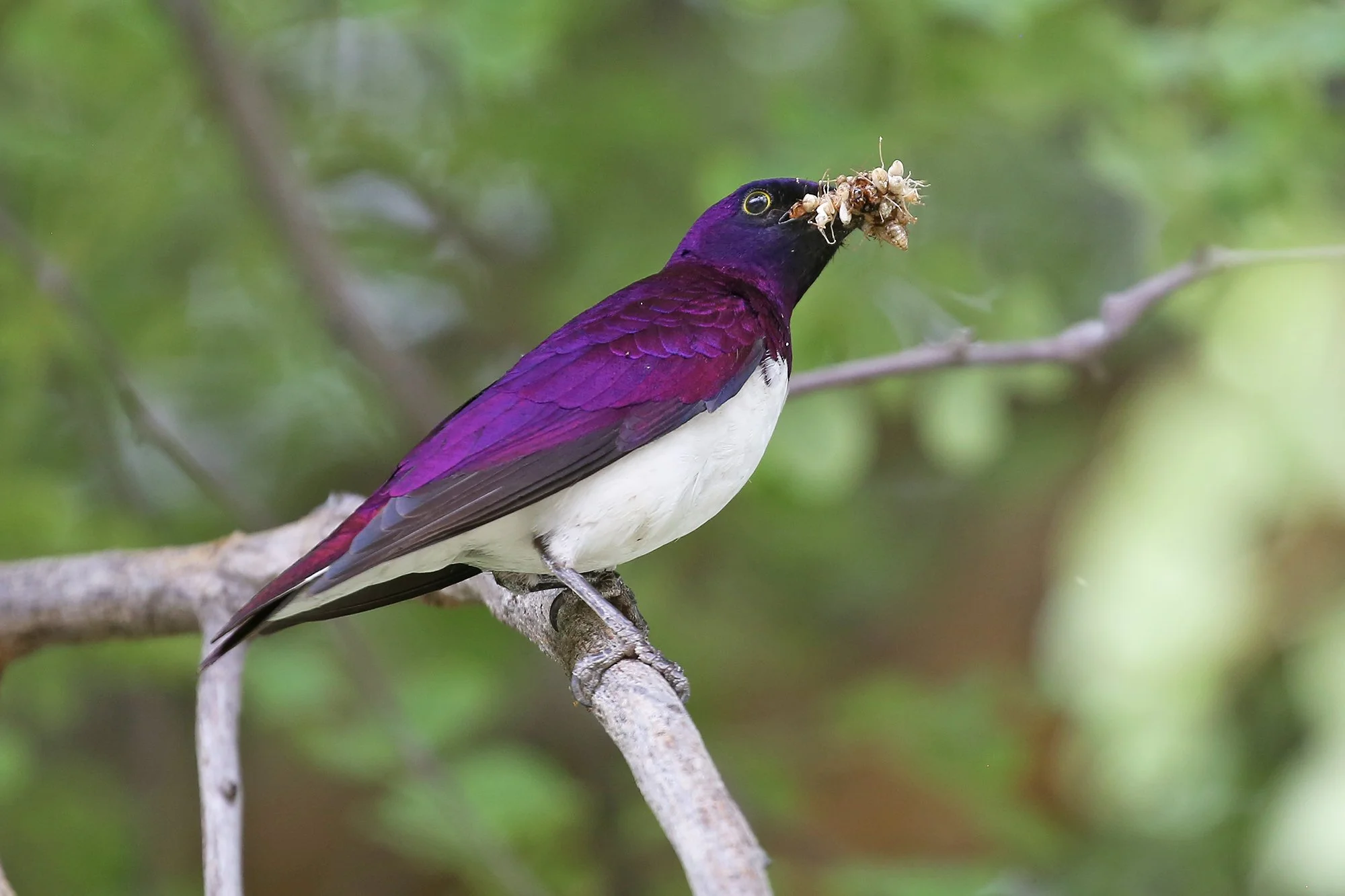 VIOLET-BACKED STARLING