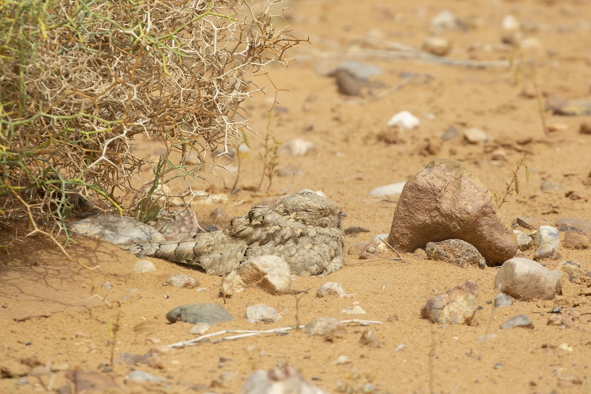 Egyptian Nightjar