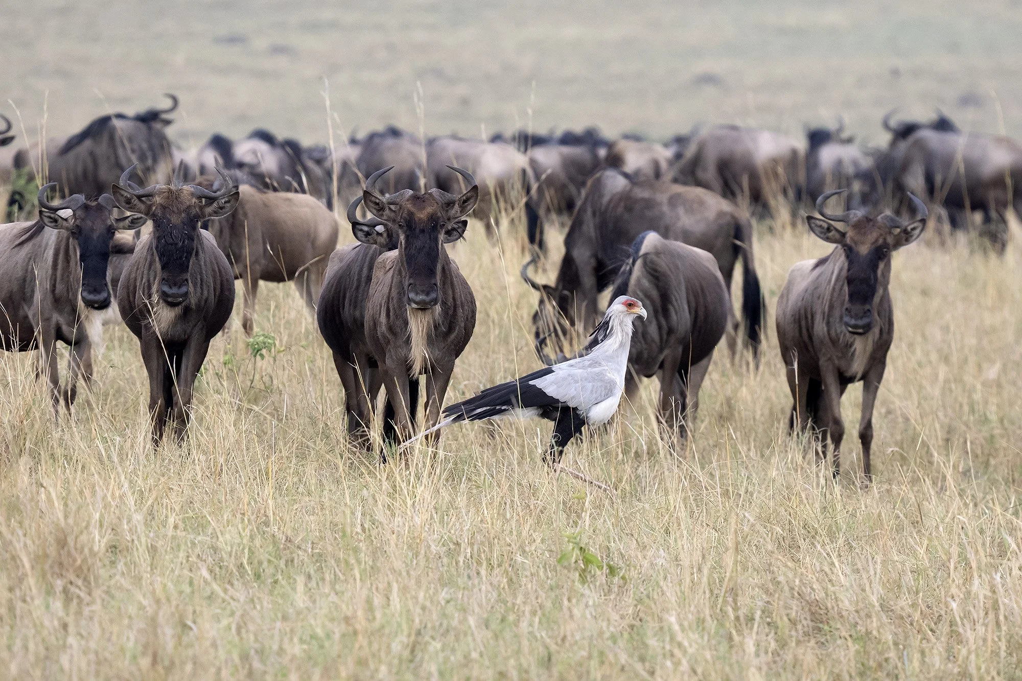 SECRETARYBIRD and WILDEBEEST