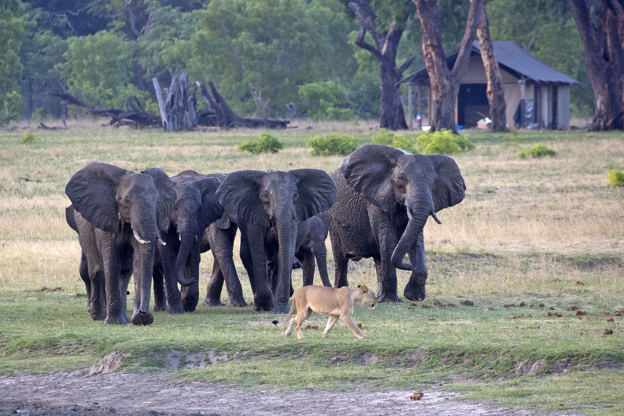 ELEPHANTS and LIONESS