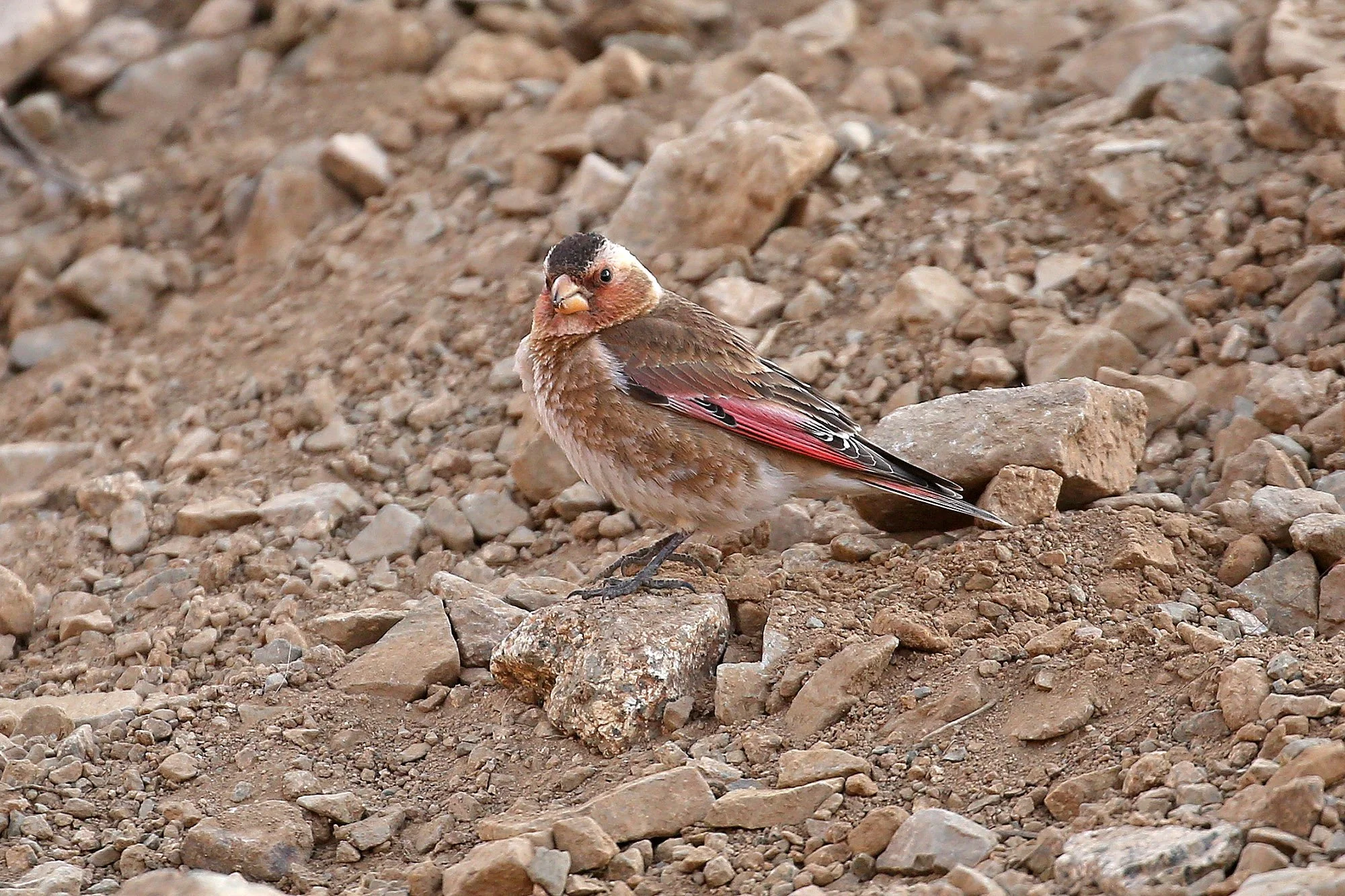 Crimson-winged Finch