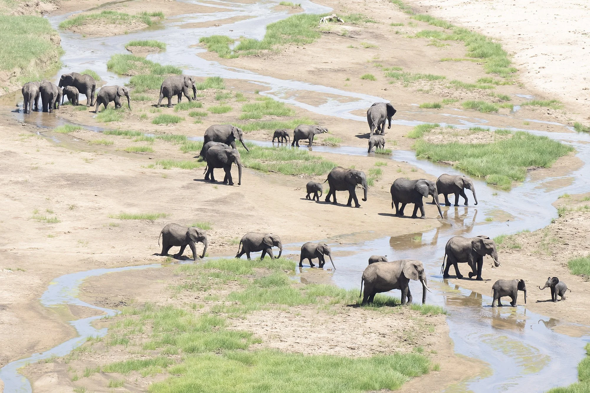Elephant