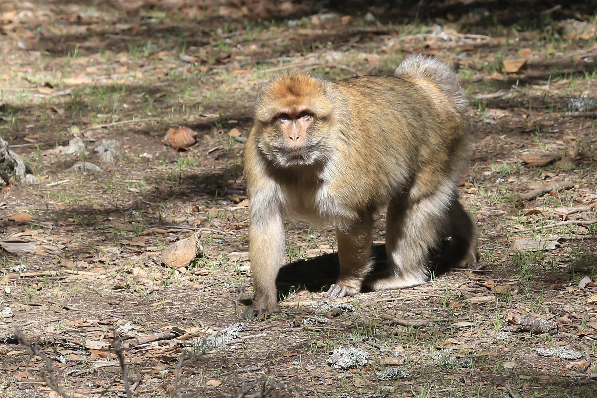Barbary Macque