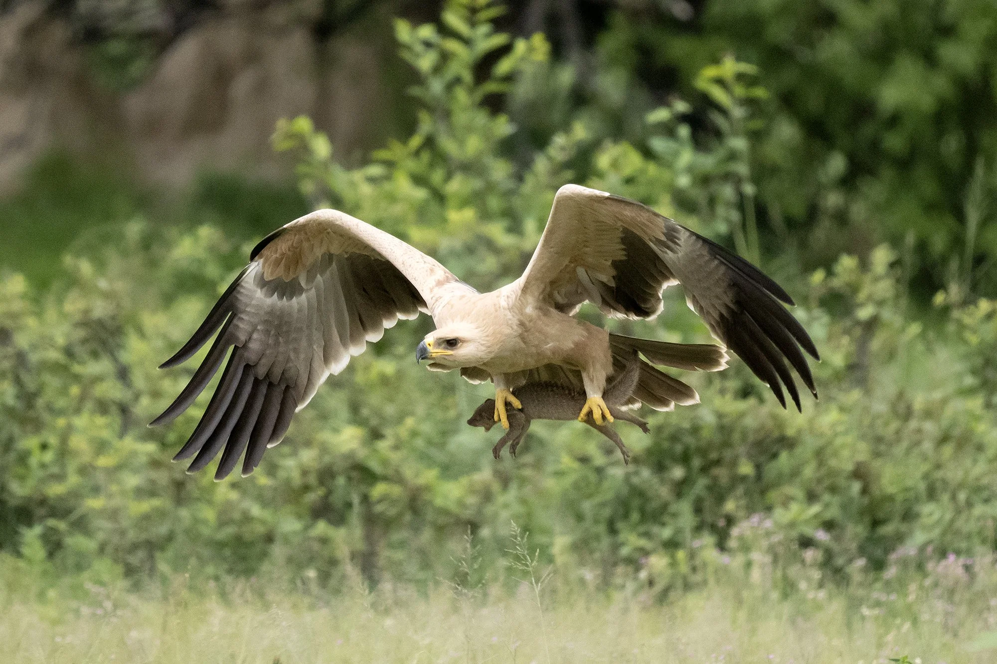 TAWNY EAGLE with BANDED MONGOOSE