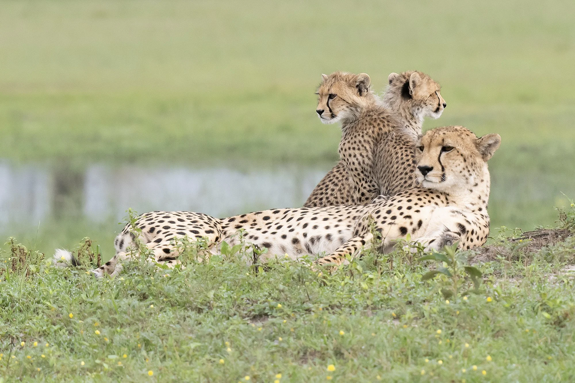 CHEETAH and CUBS
